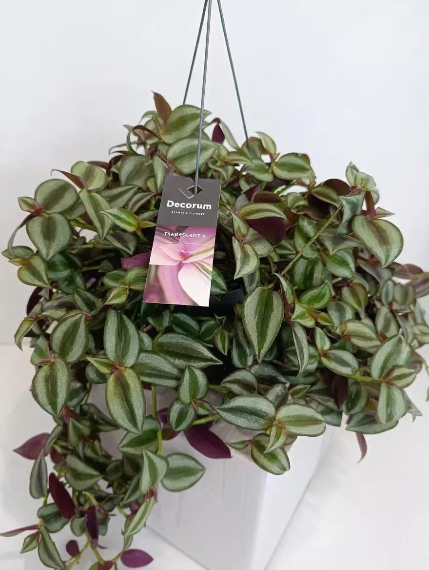Tradescantia_Zebrina_Plant-2.jpg