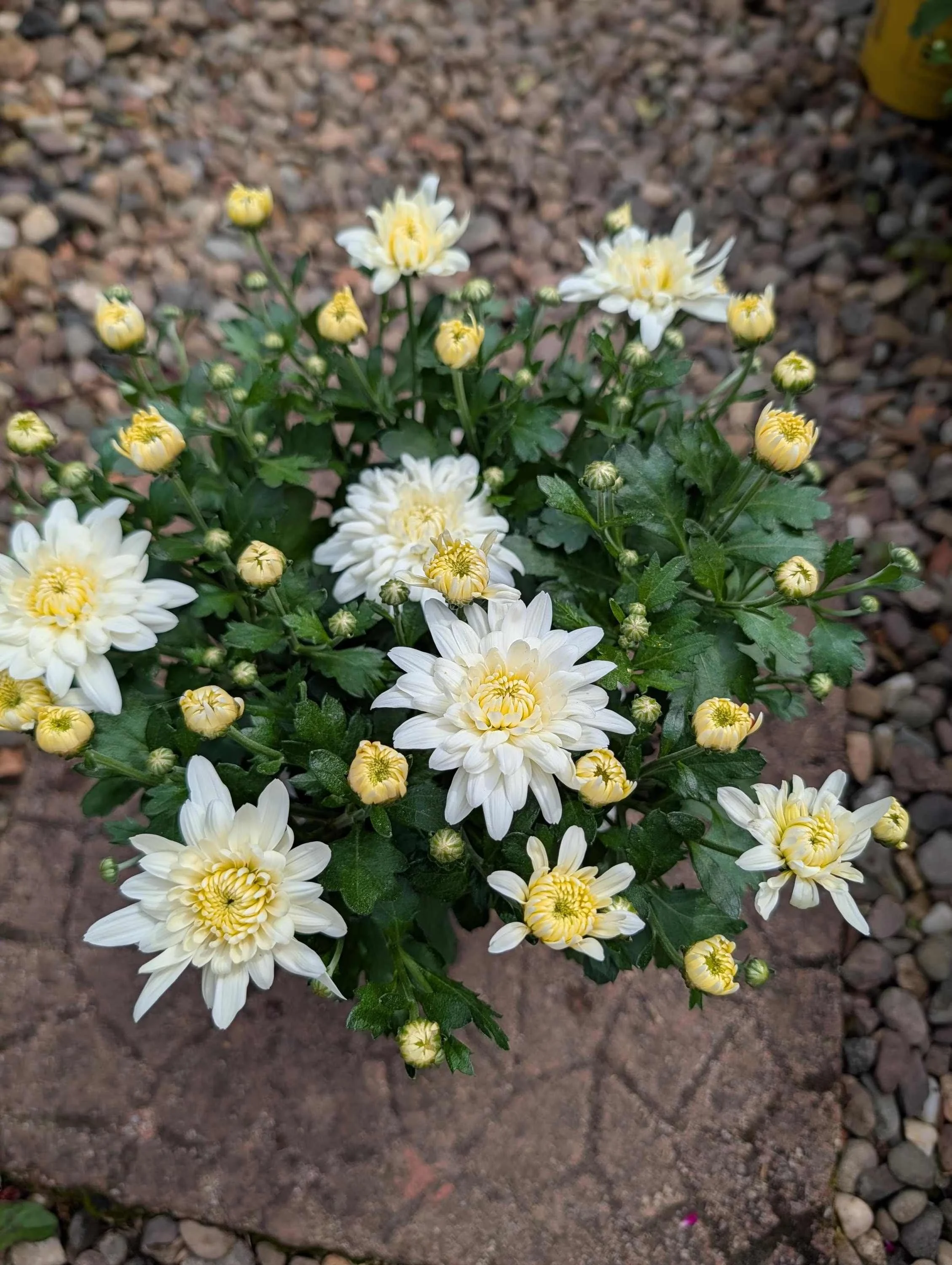 Chrysanthemum_Plant_1.5L_Pot-4.jpg