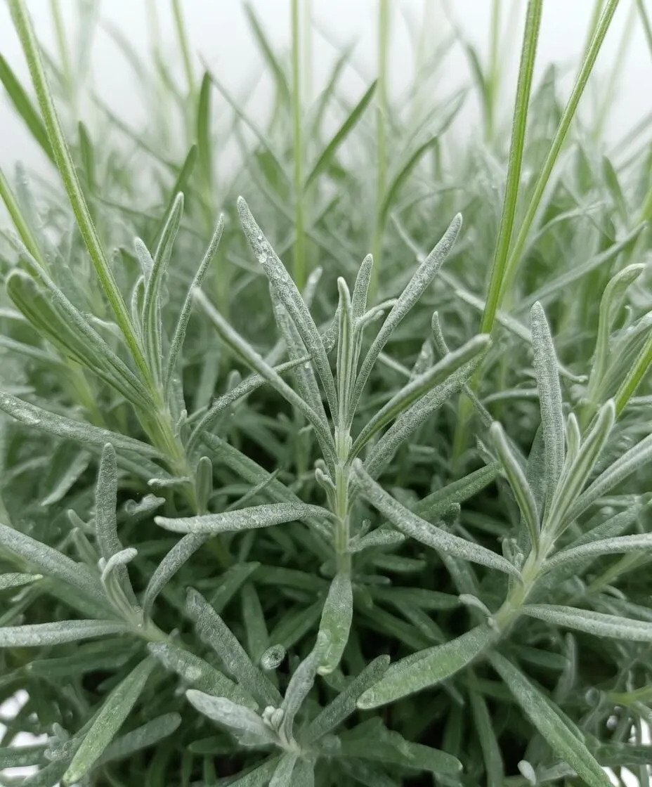 Sweet_Lavender-3.jpg