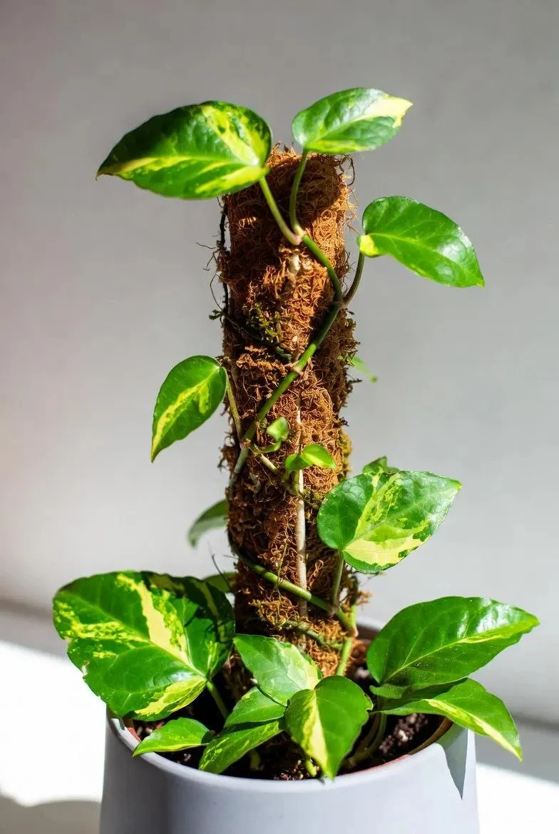 Devil’s_Ivy-5.jpg