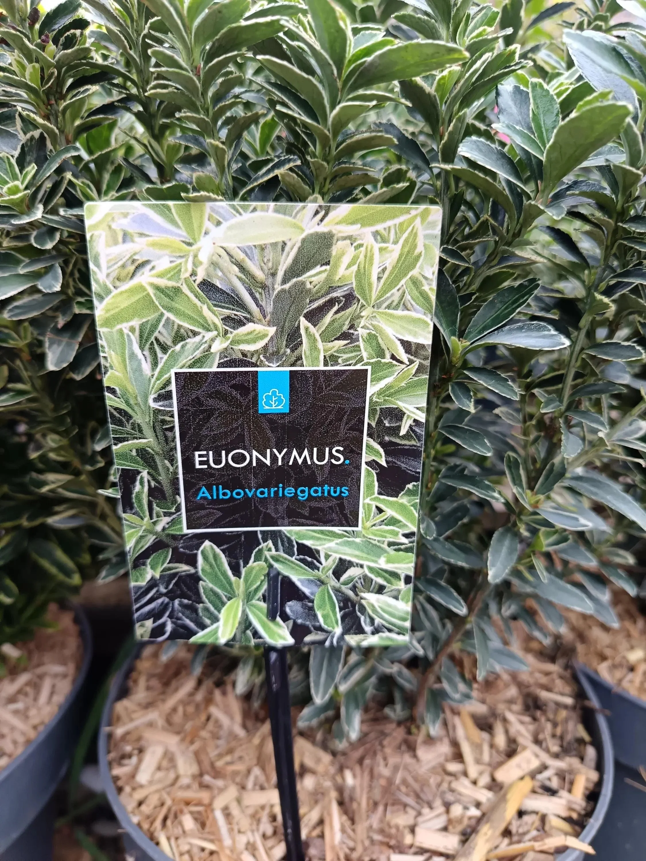 Euonymus_5L-Eounumys-3.jpg