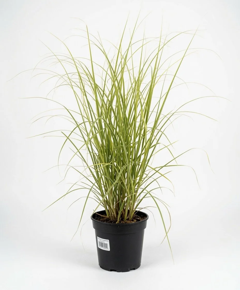 XL_Pampas_Grass_in_5L_Pot(1).jpg