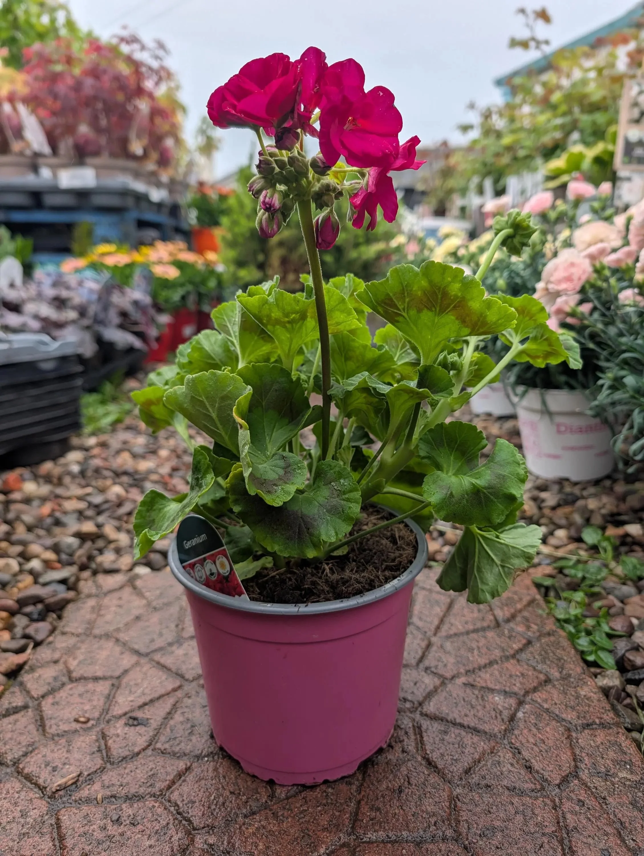 Geranium Plant in 2L Pot | Red, Pink or White