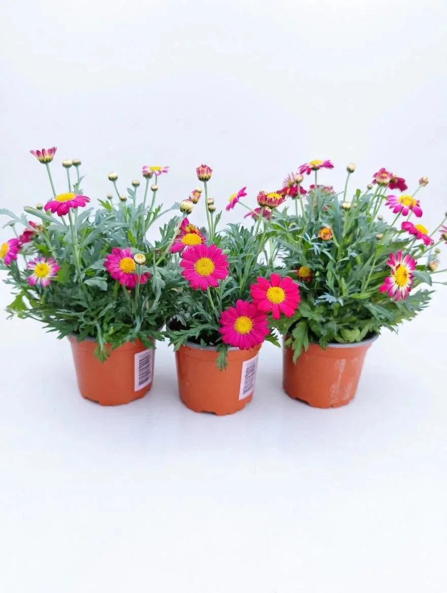 Red_Marguerite_Daisy-1.jpg