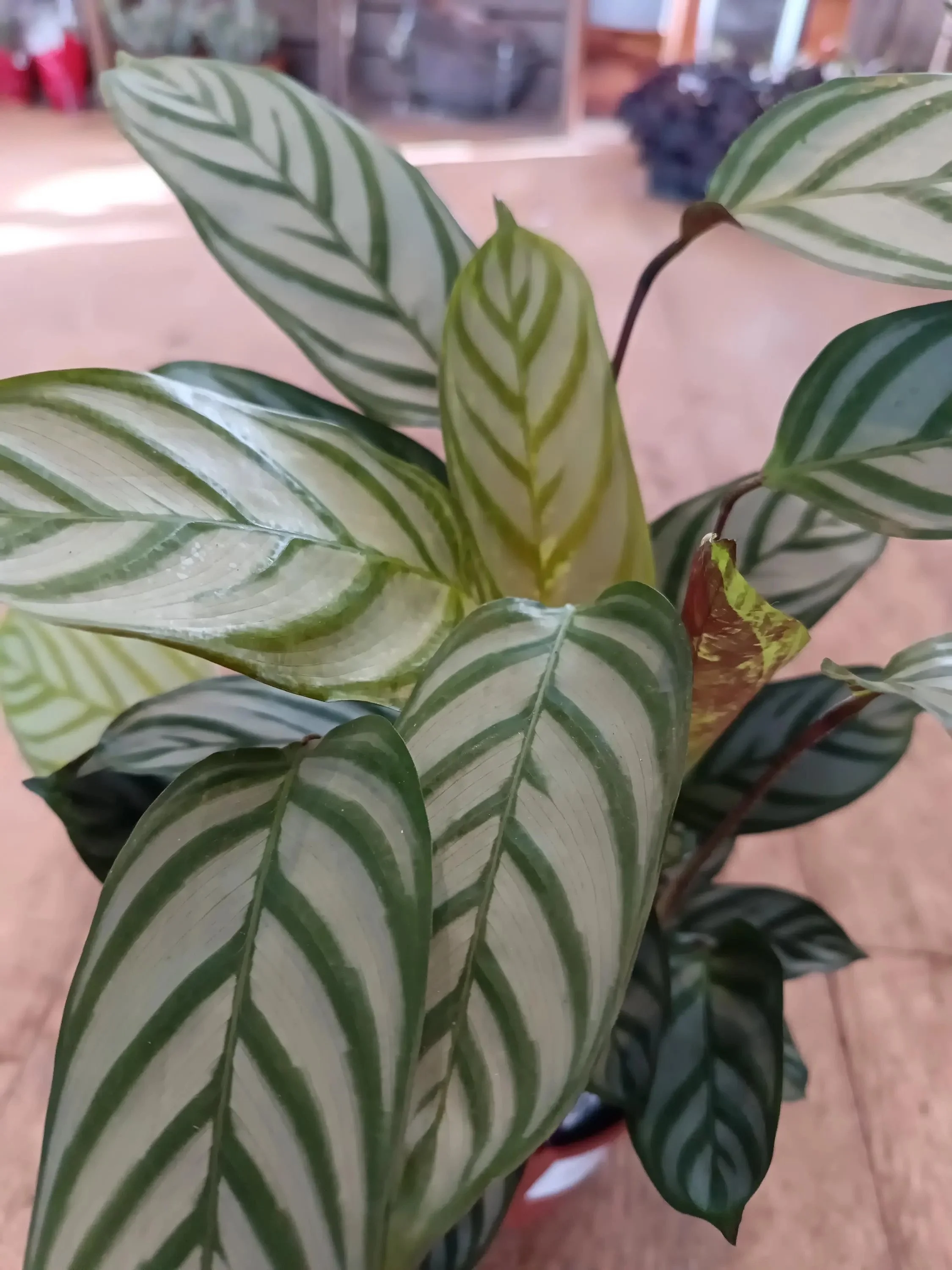 Calathea_Compact_Star-1.jpg