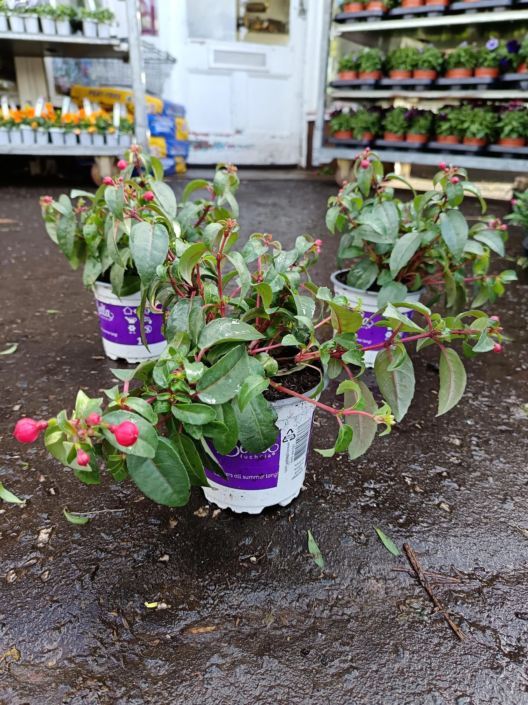 Fuchsia_Plants-8.jpg