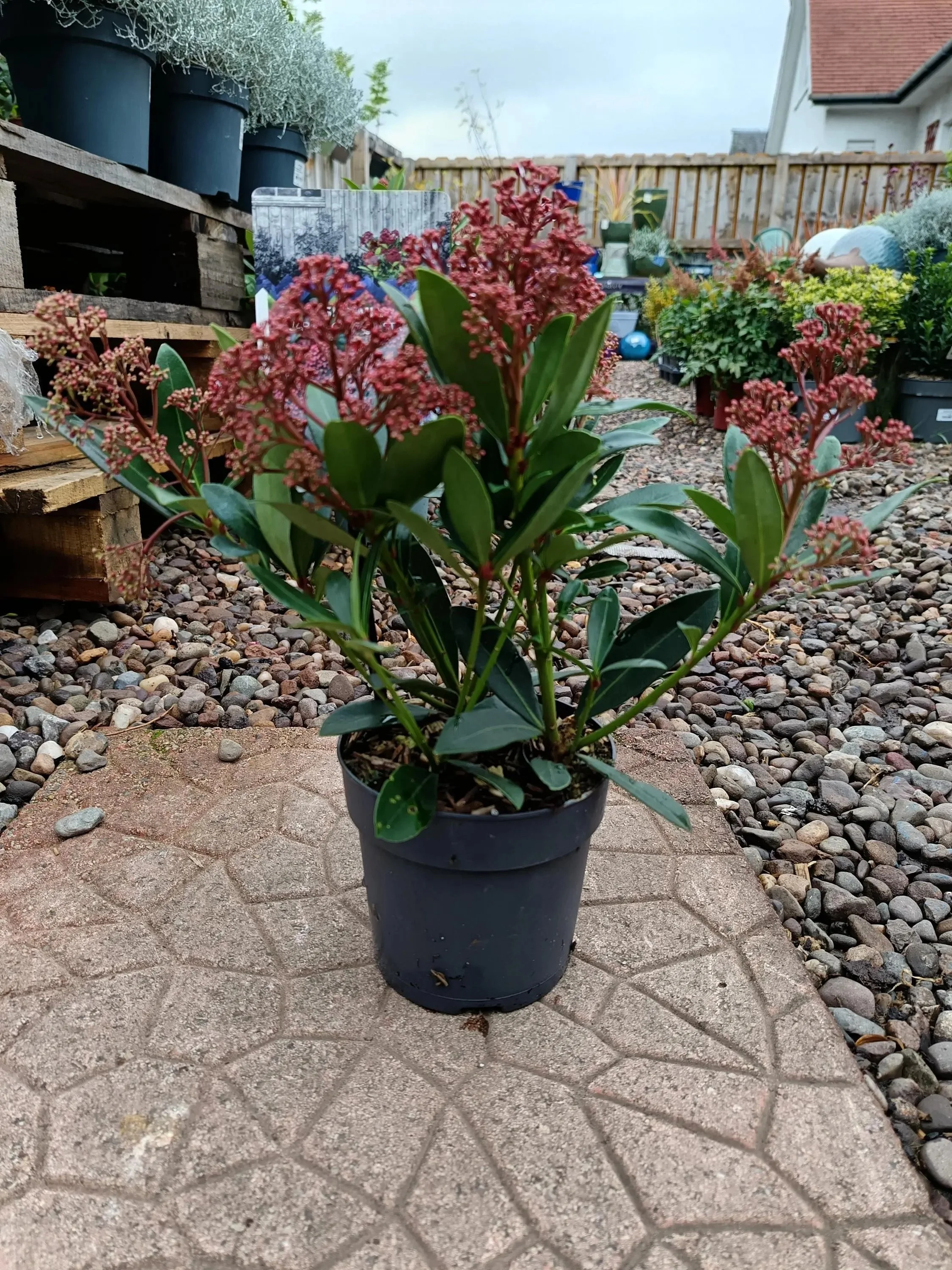 Skimmia Japonica 'Rubella' Evergreen Shrub