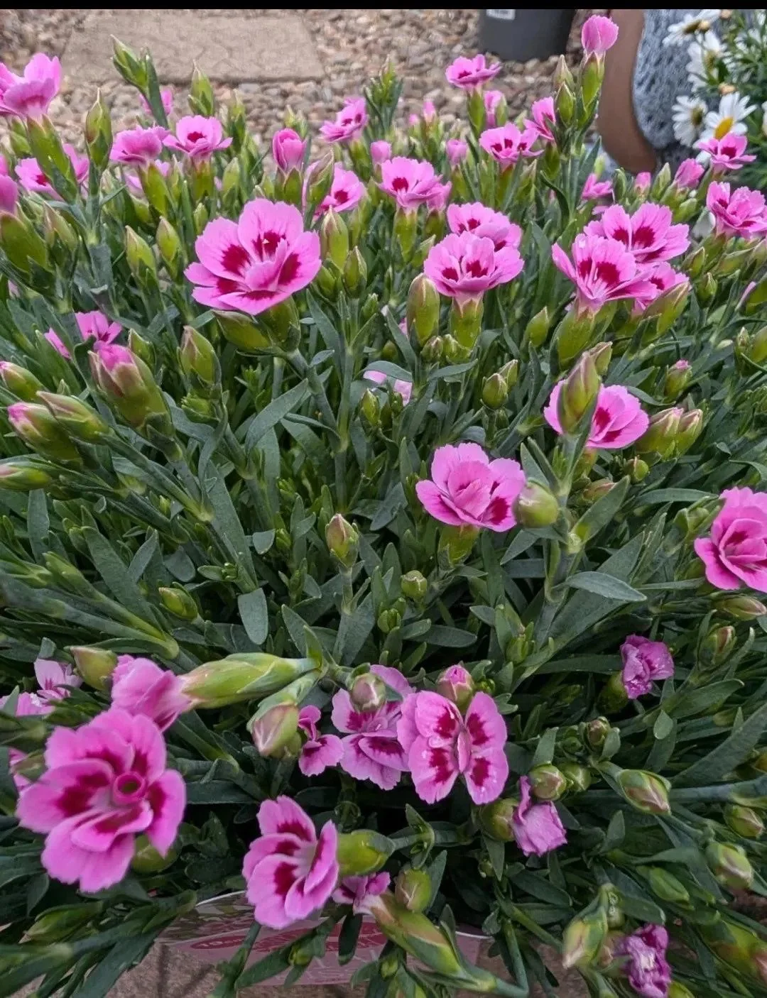 Pink_Kisses-4.jpg