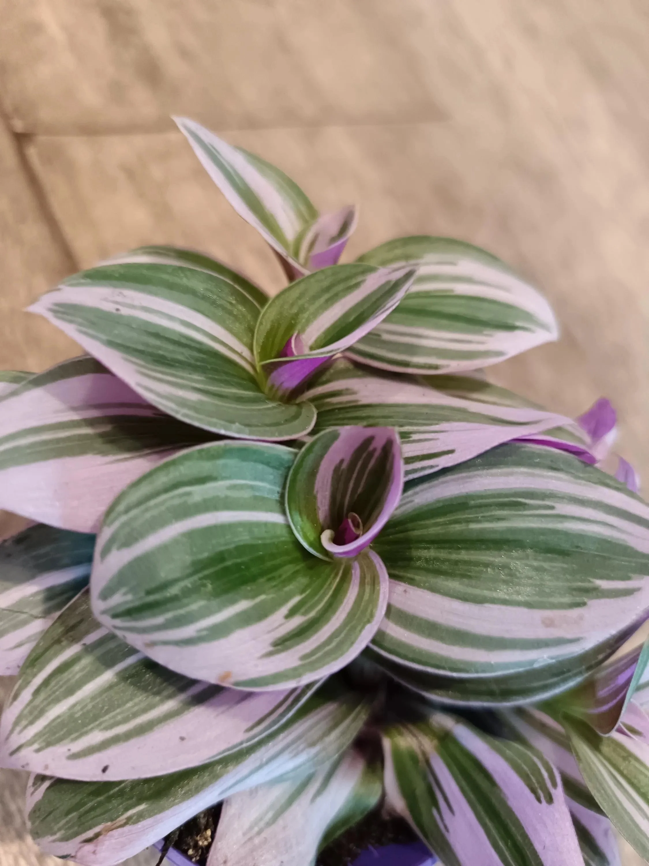 Tradescantia_Nanouk_Plant-6.jpg