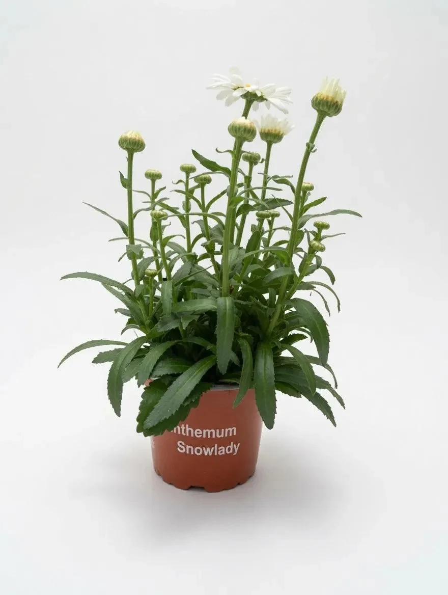 White_Shasta_Daisy_Plant-2.jpg