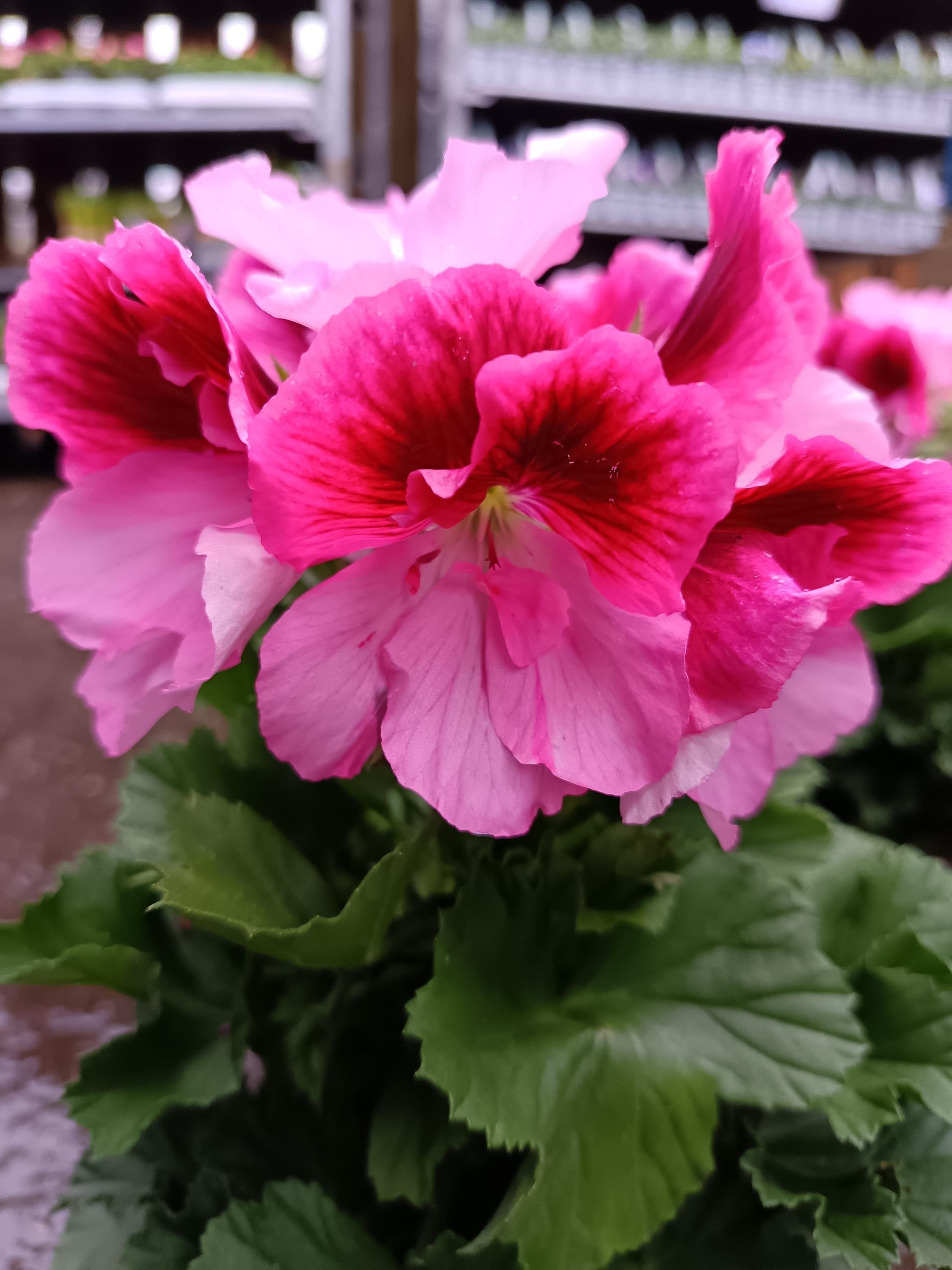 Pelargonium_Plant-5.jpg