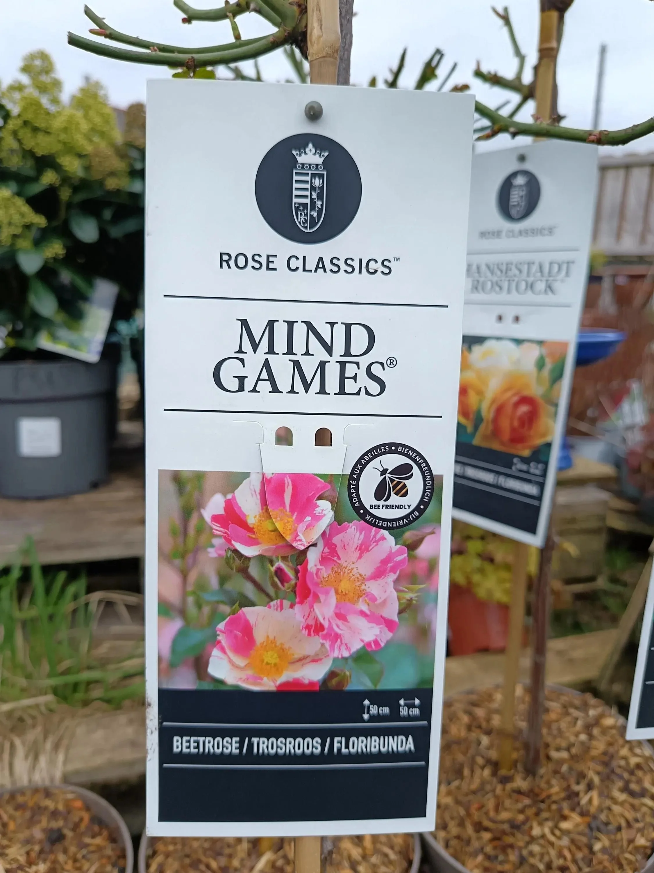 Garden_Roses_ 5L_Pot-MindGames.jpg