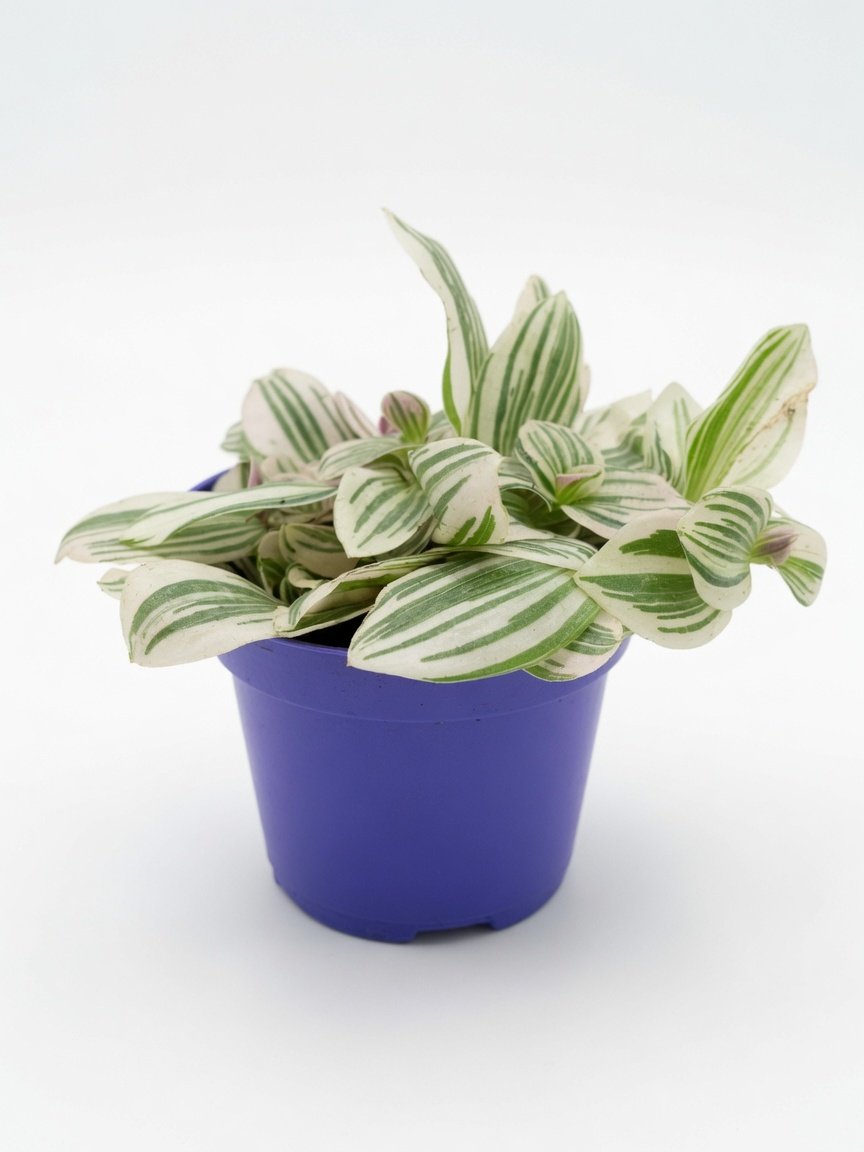 Tradescantia_Nanouk_Plant-Front.jpg