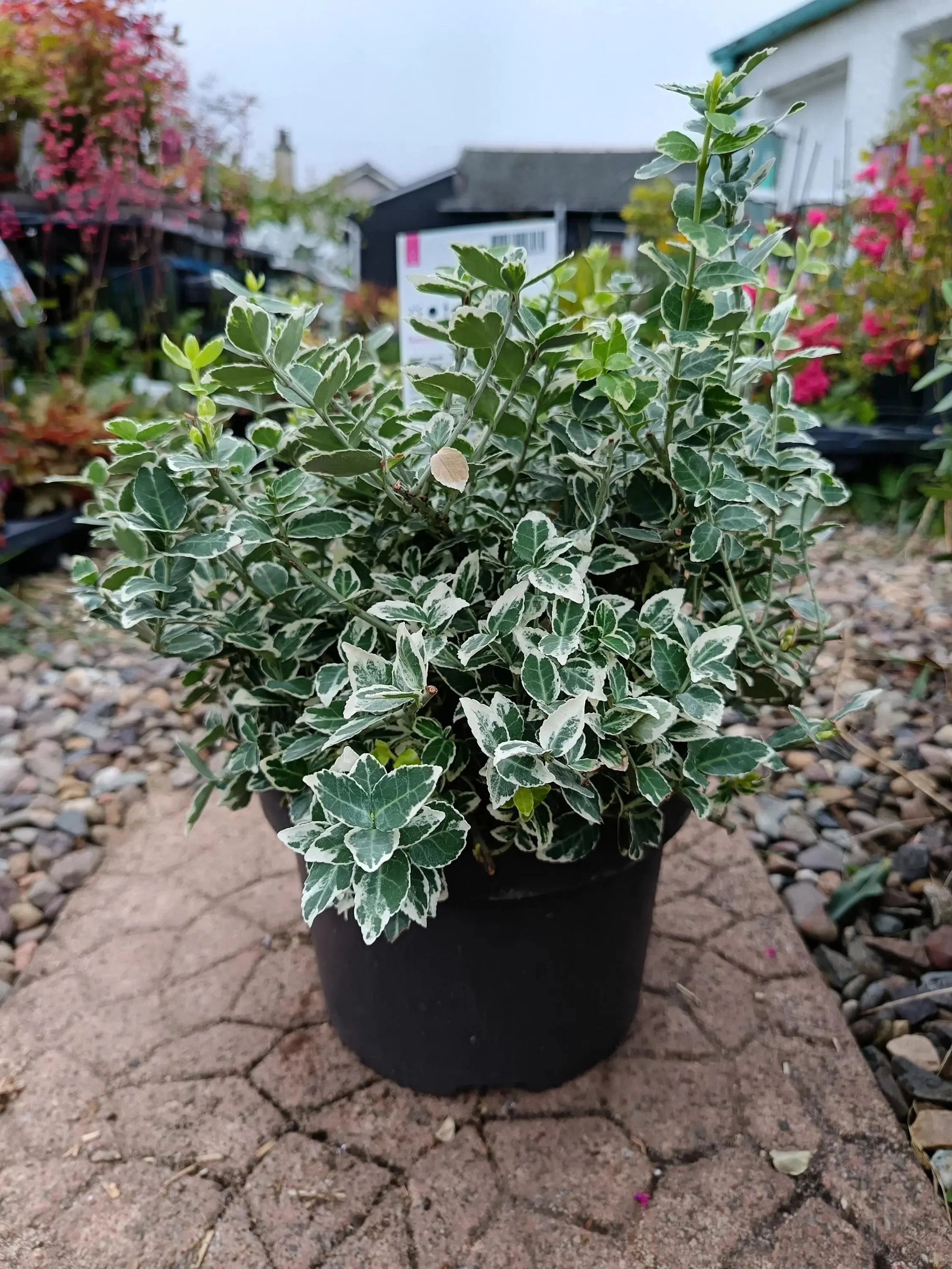 Euonymus_5L-Gaiety.jpg