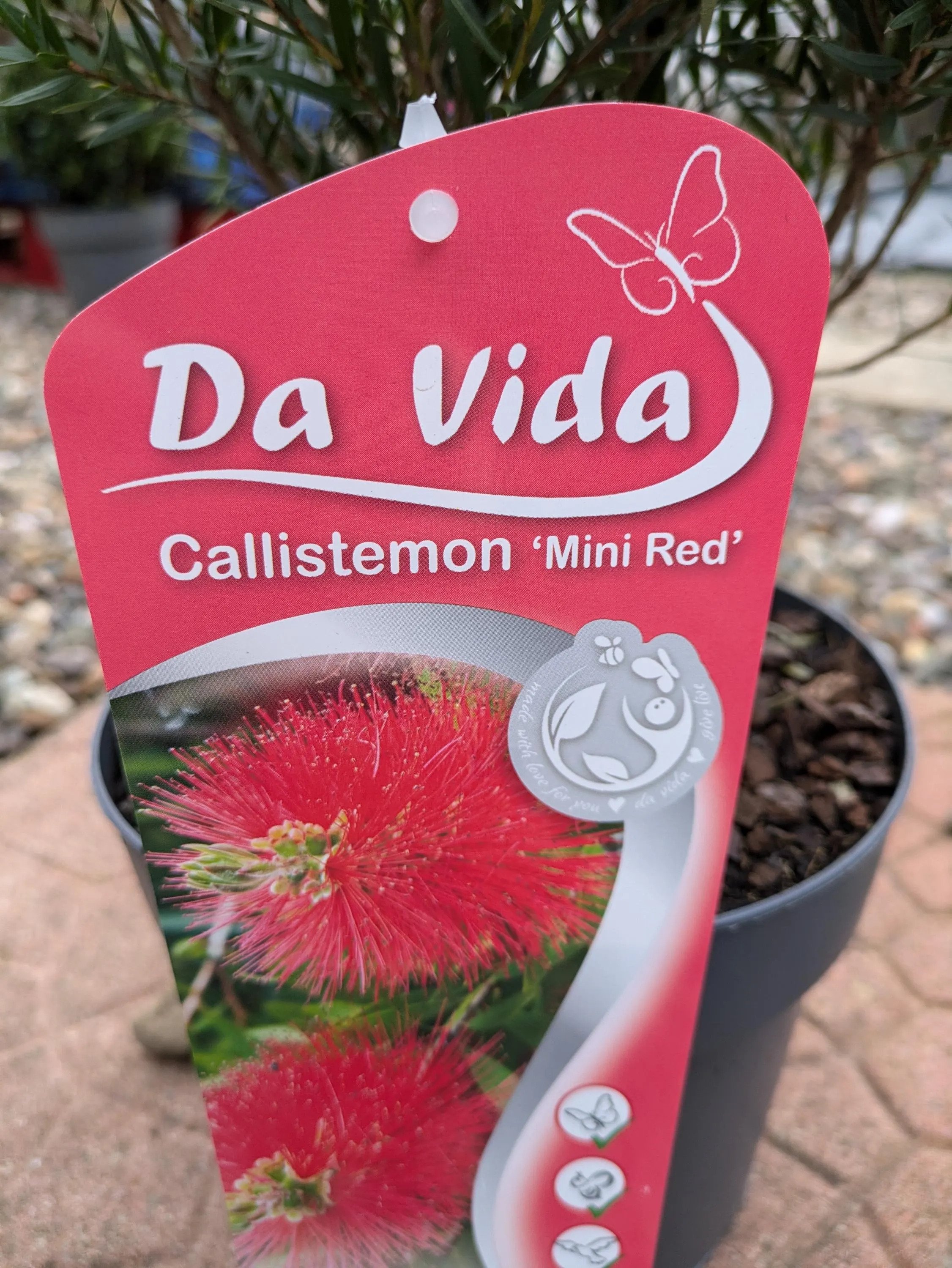 Callistemon_Splendens-1.jpg