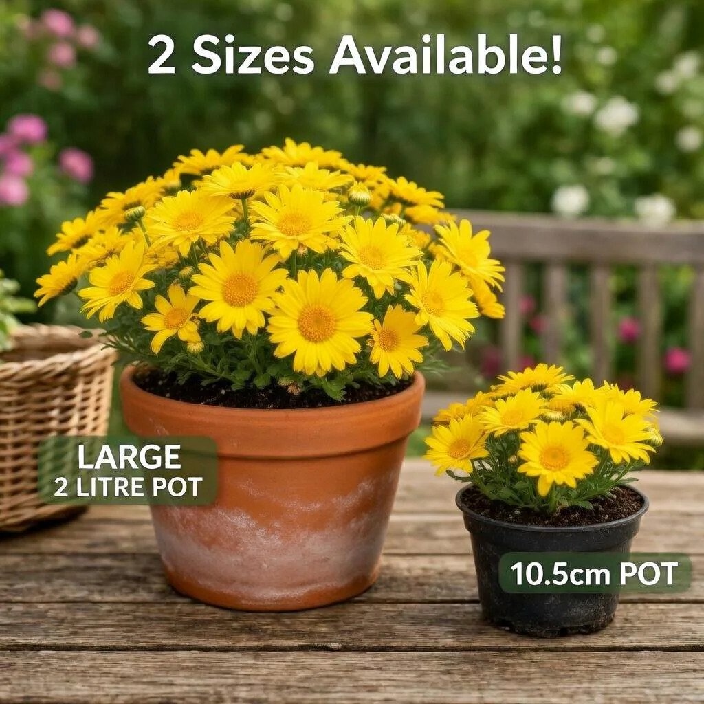 Yellow Marguerite Daisy Plant - 10.5cm or 2L Pot Options