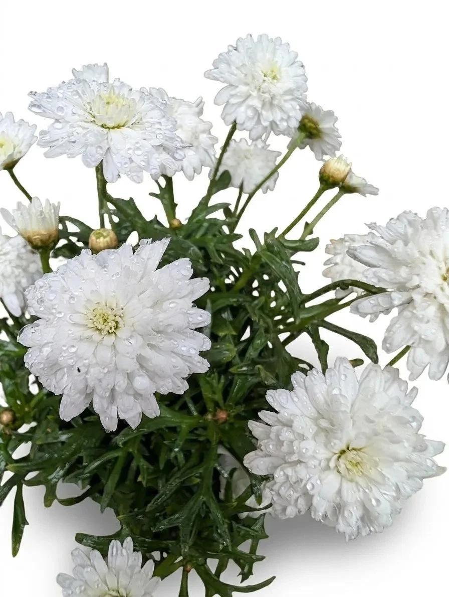 White_Chrysanthemum_Plants-4.jpg