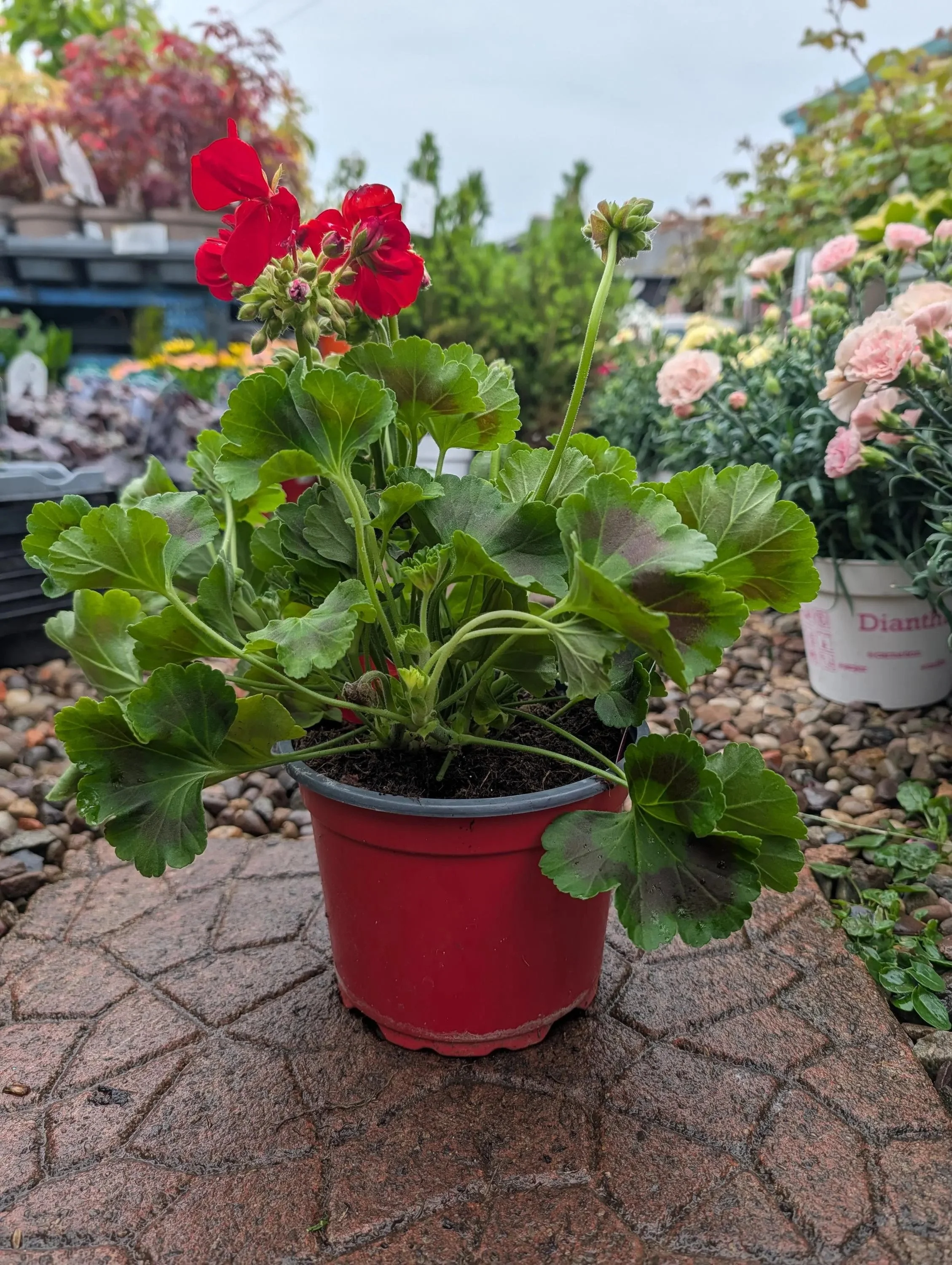 Geranium_Plant-Red.jpg