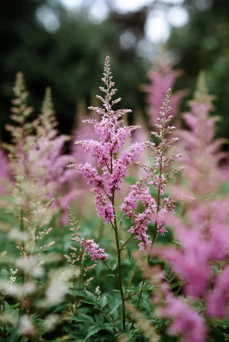 Astilbe_Plants-Purple-2.jpg