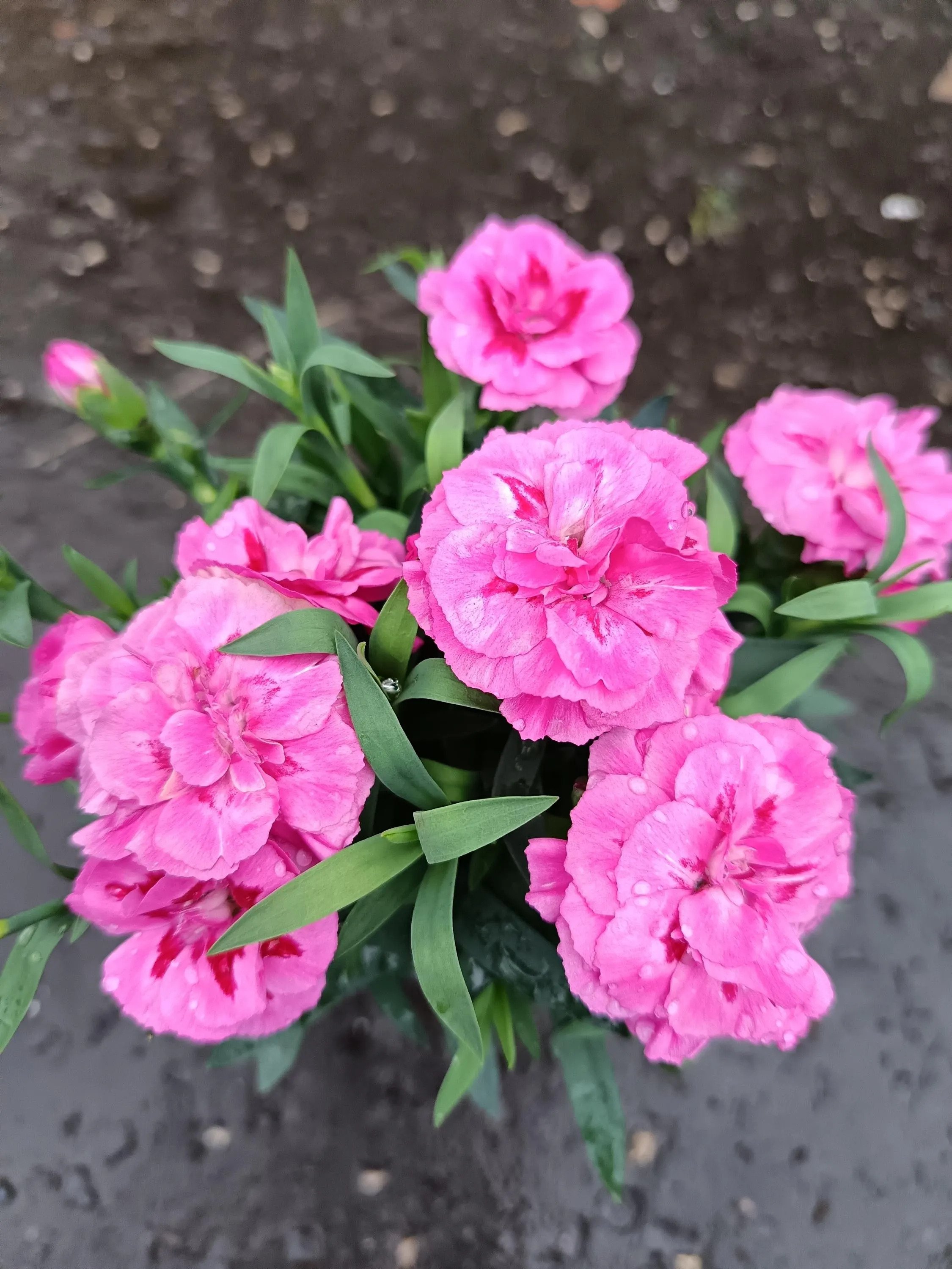 Dianthus_Plants-2.jpg