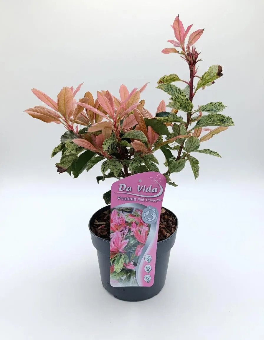 Photinia_Pink_Crispy-2.jpg