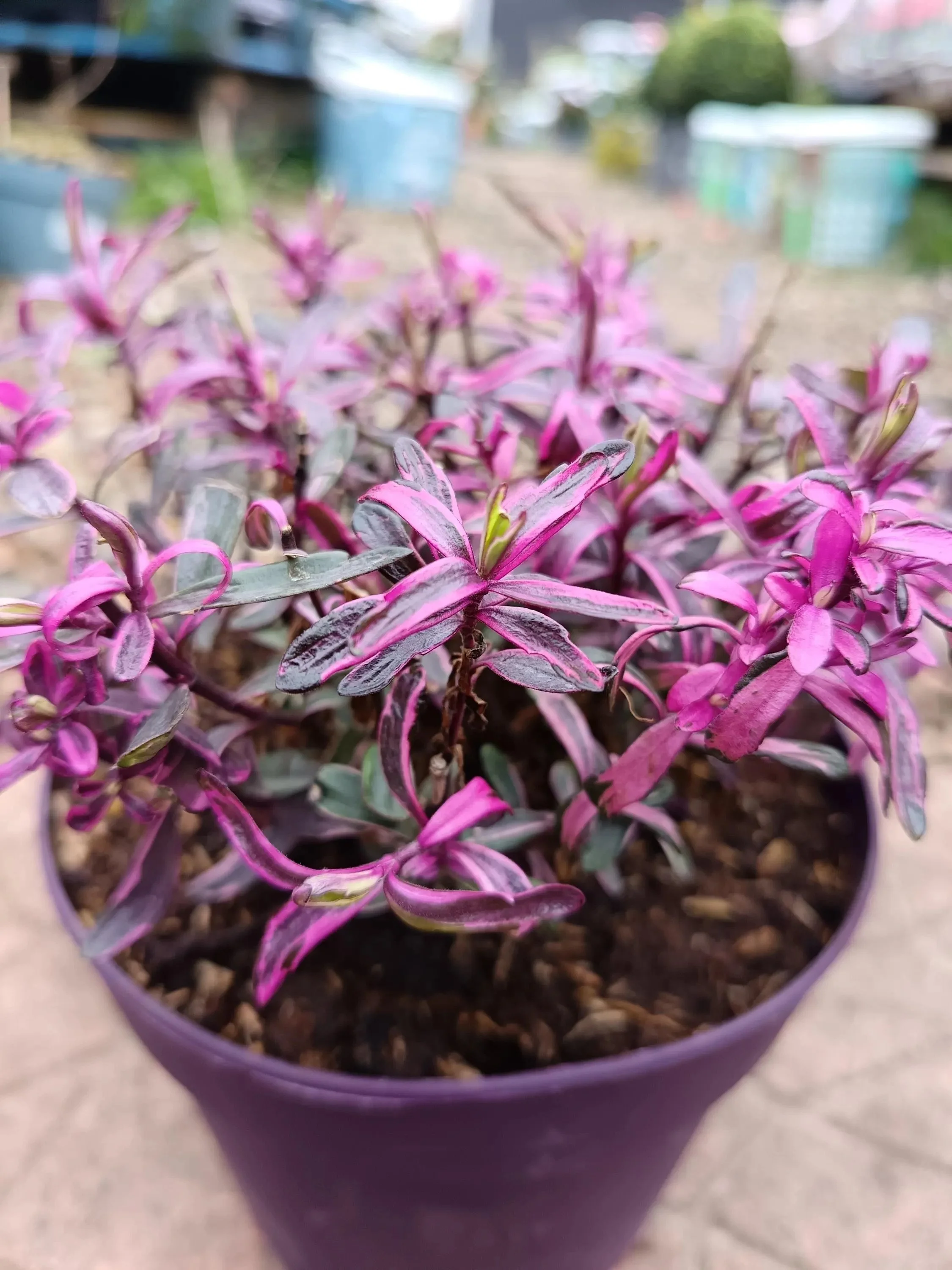 Hebe_Plant-13.jpg