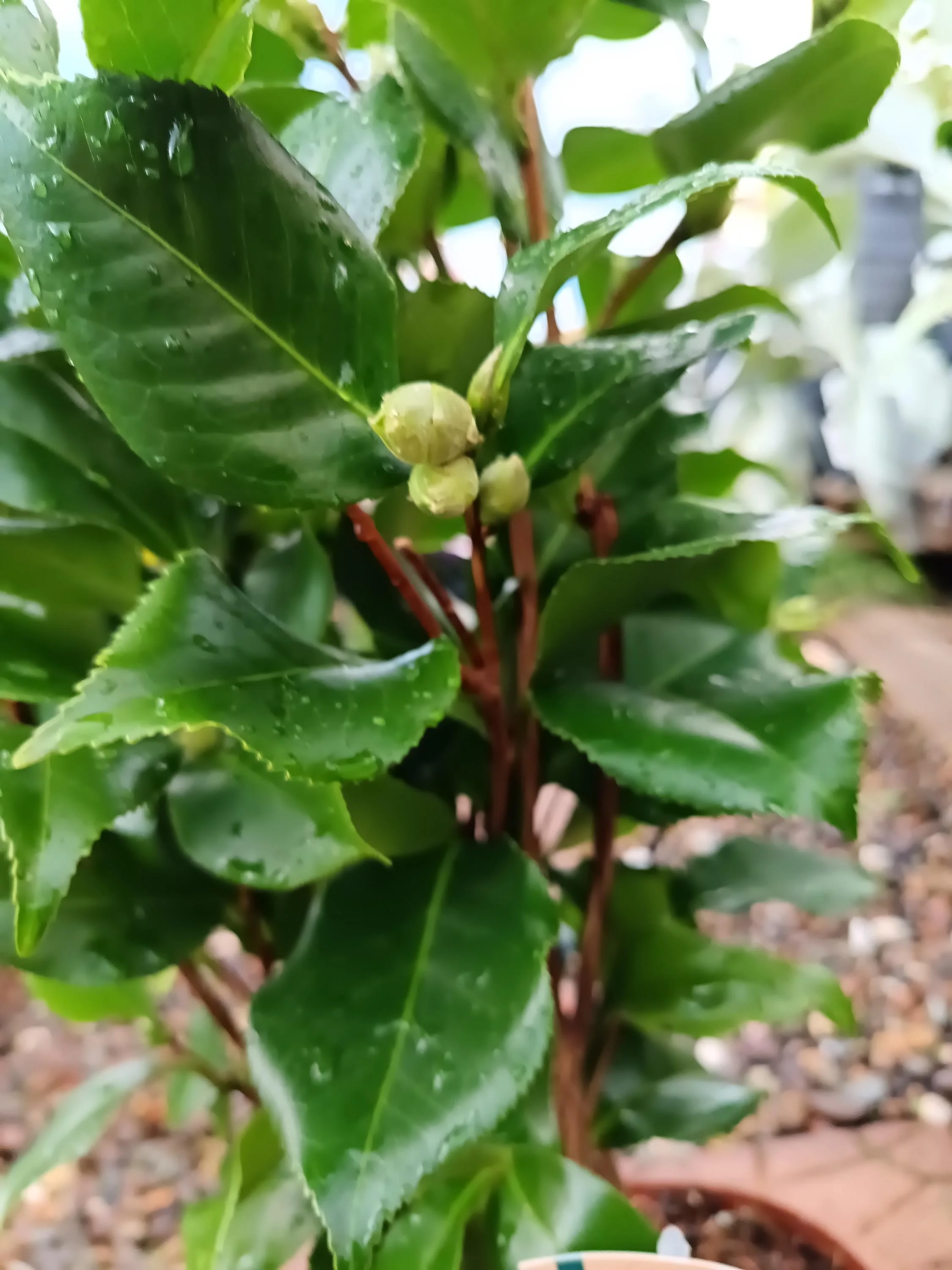 Camellia_Evergreen_Shrub_2-4.jpg