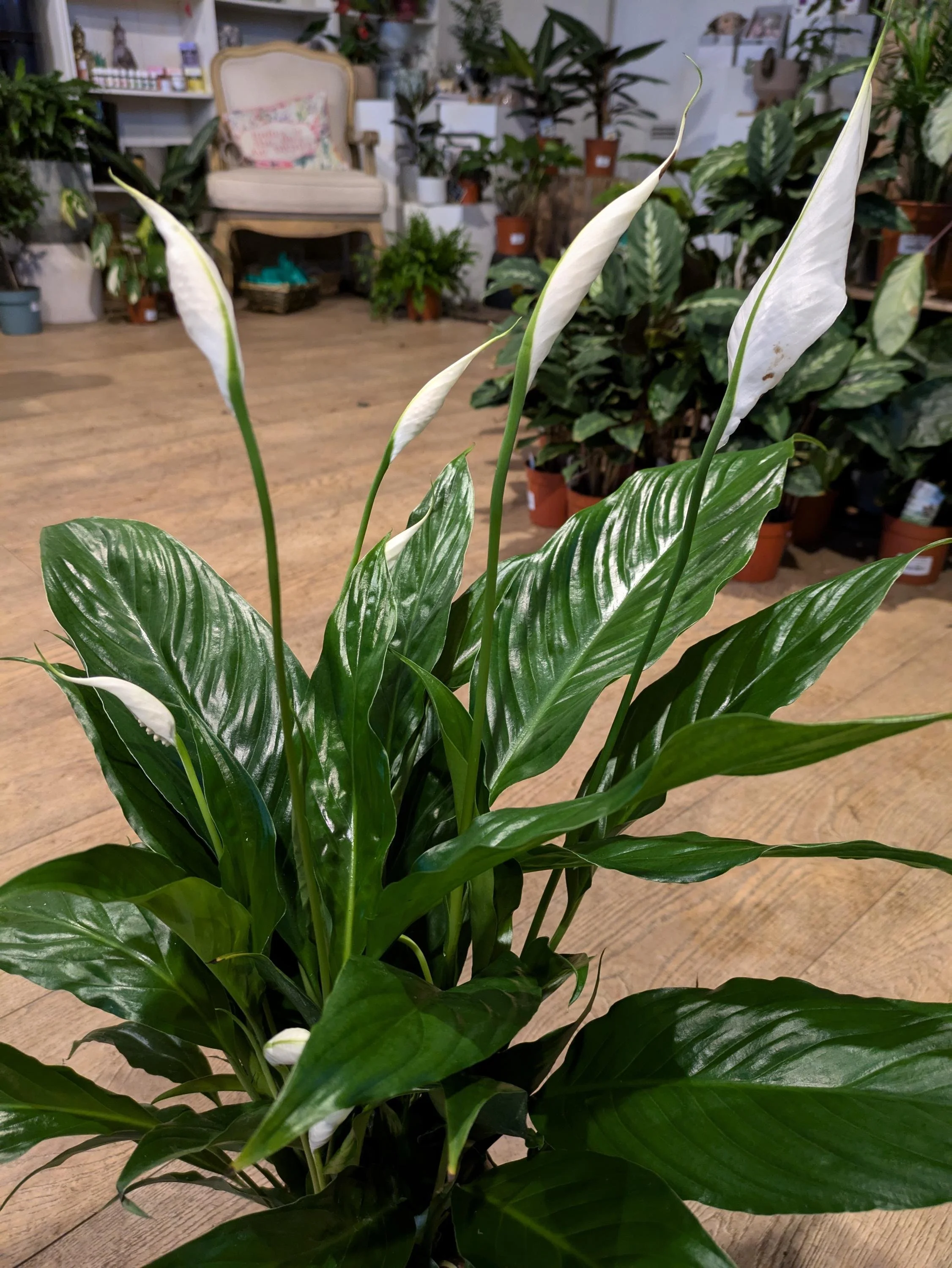 Peace_Lily-2.jpg