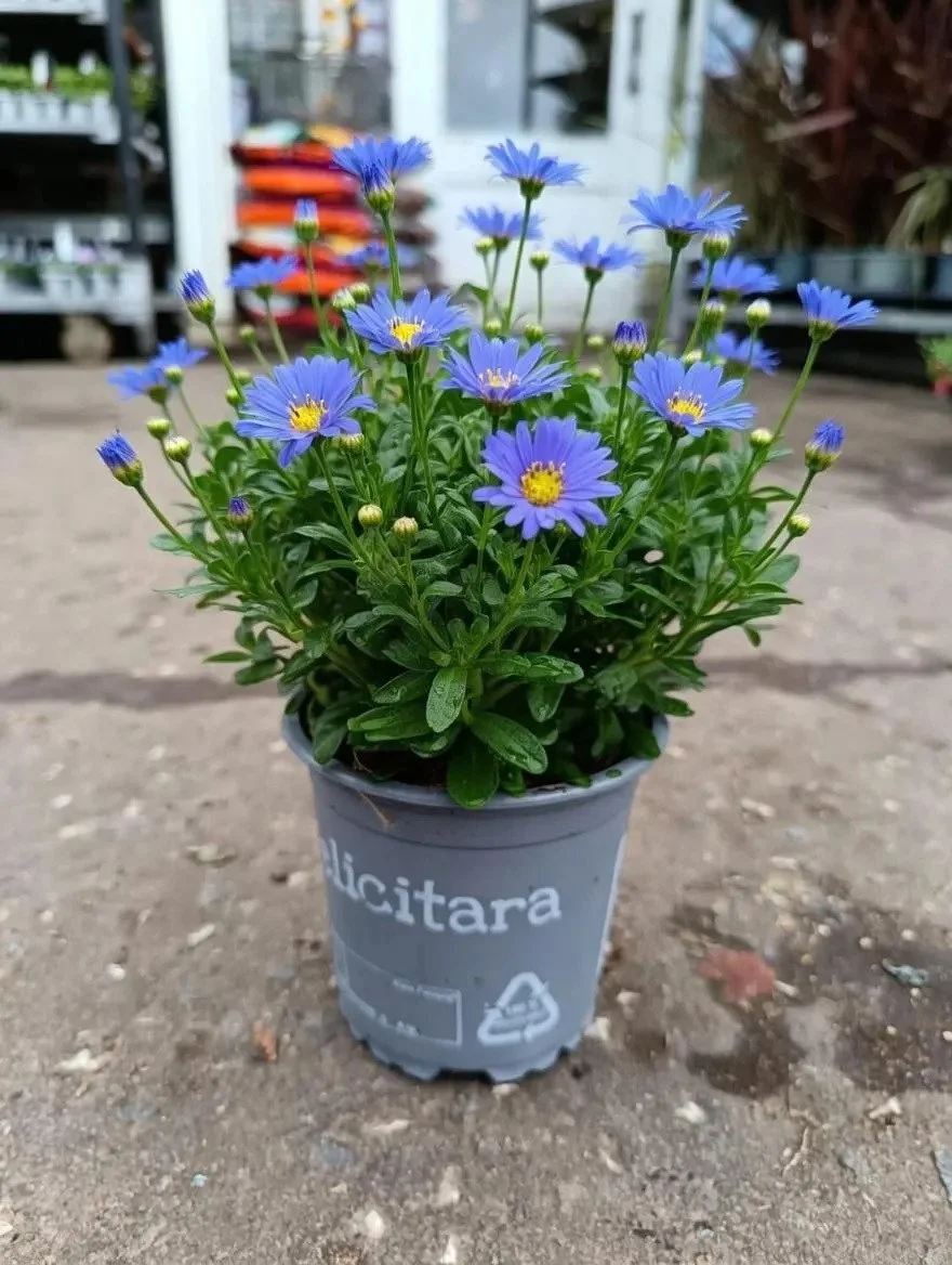 Felicia_Blue_Daisy_Plant.jpg