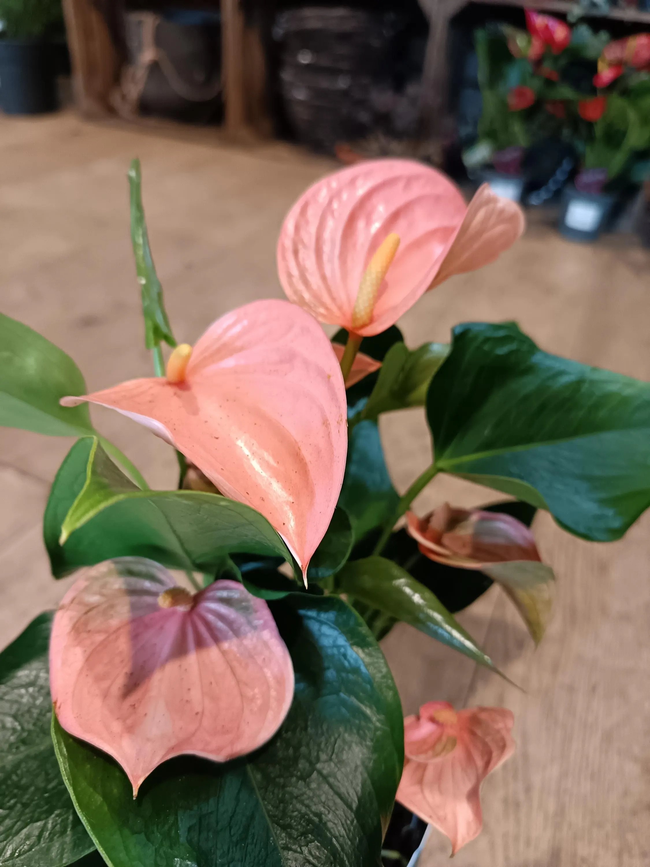 Anthurium_Houseplant-Peach.jpg