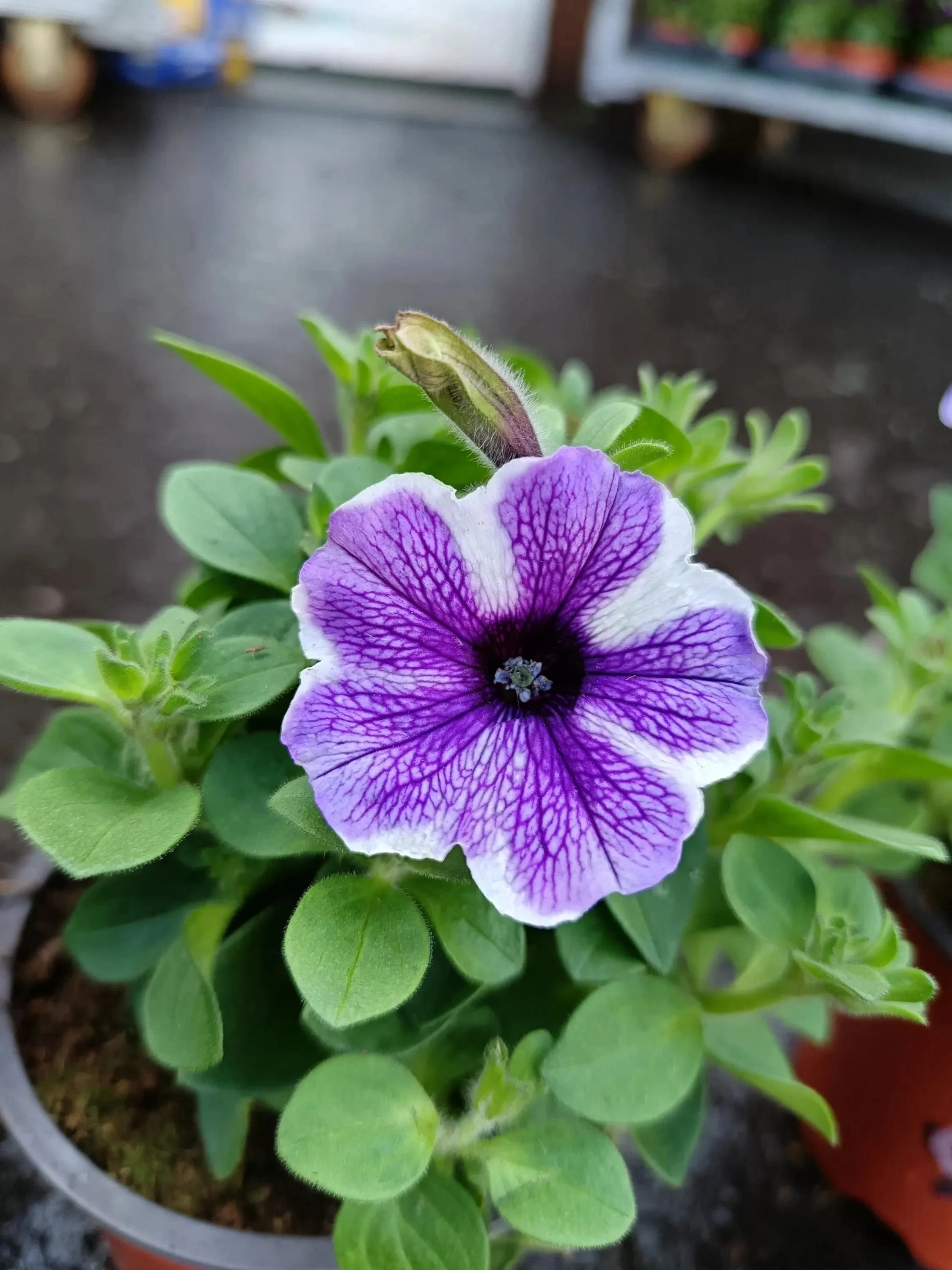 Petunia_Plants-3.jpg