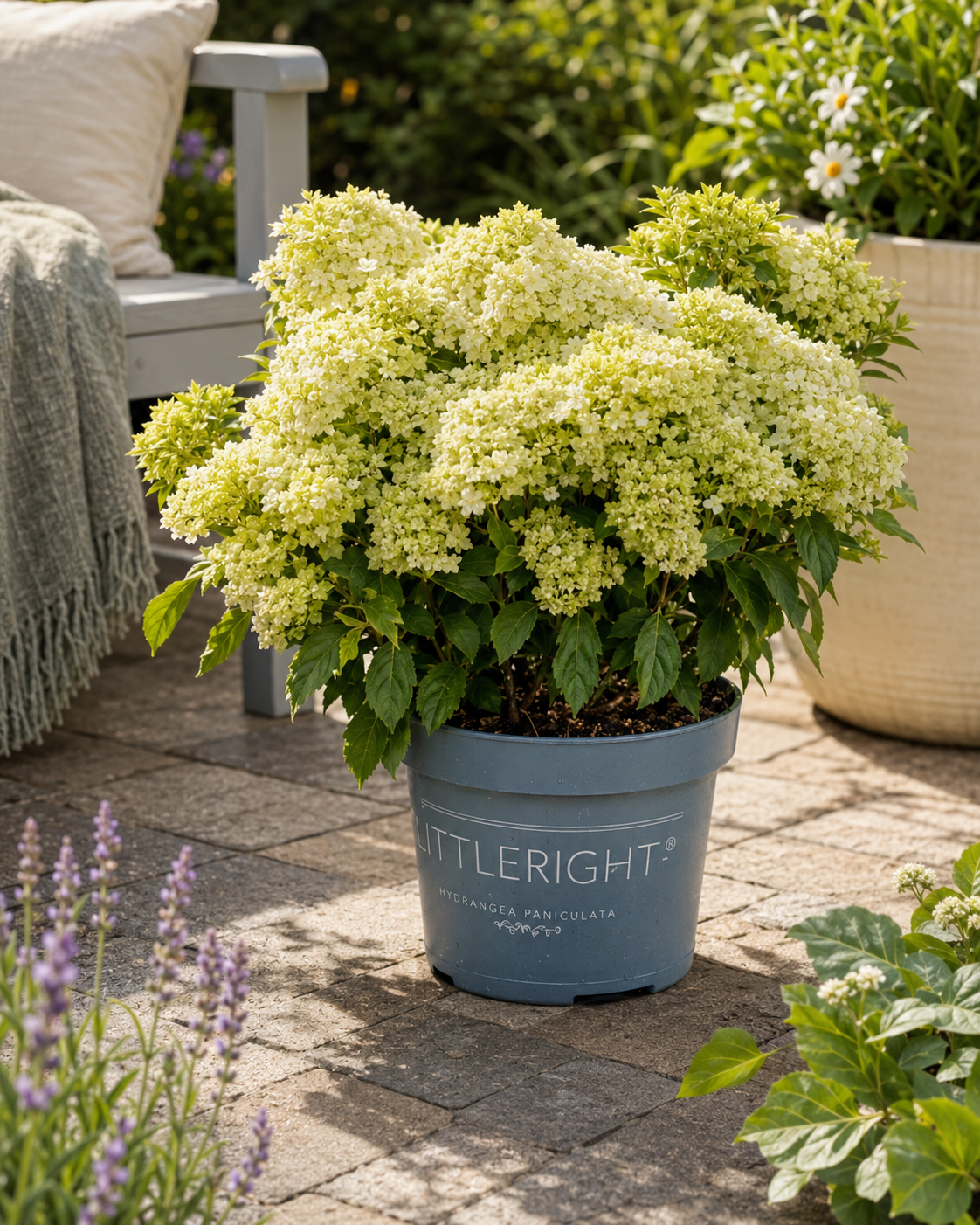 Hydrangea-White.png