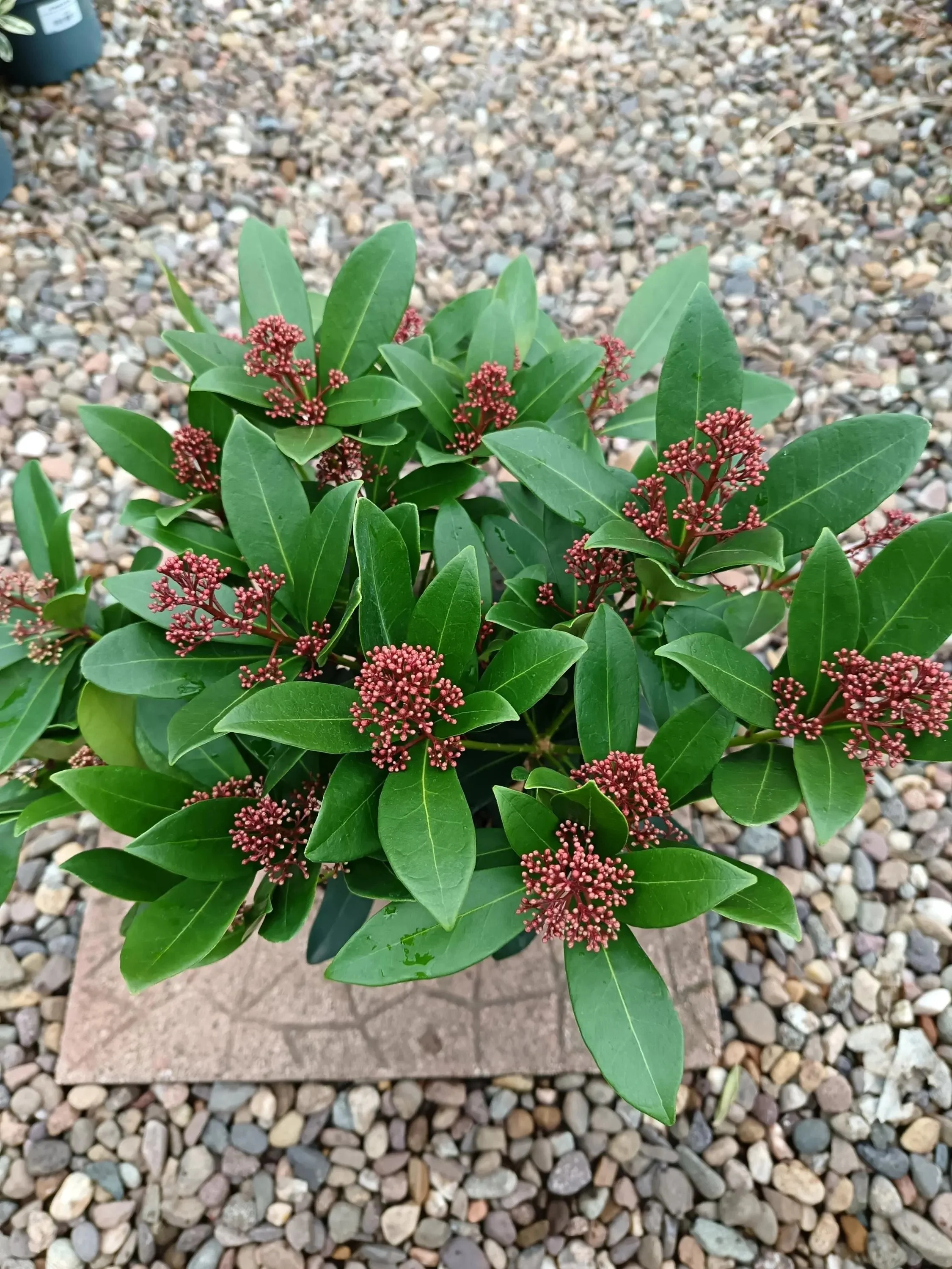 Rubella_Perosa Varieties-8.jpg