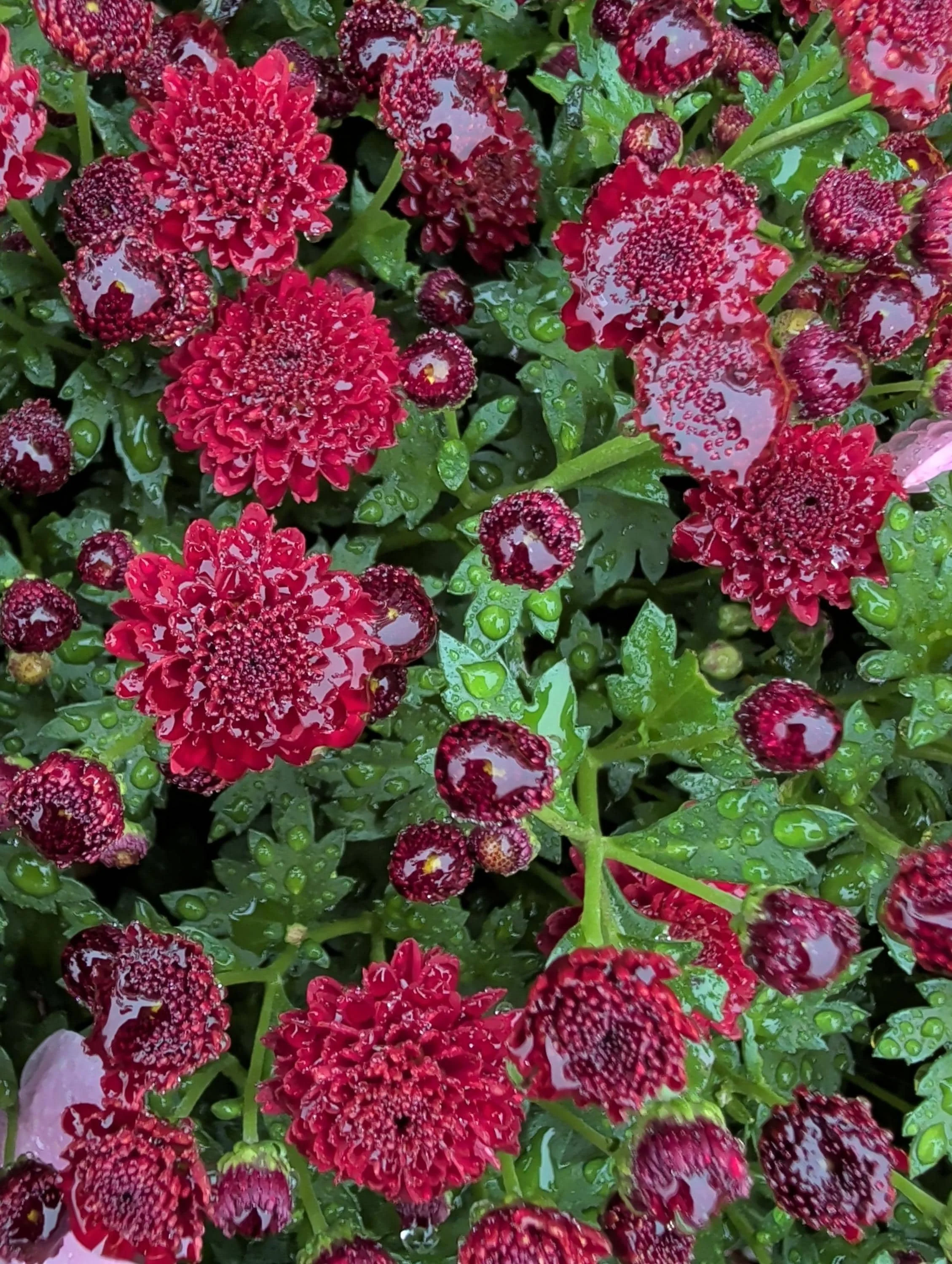 Chrysanthemum_Plant_1.5L_Pot-13.jpg