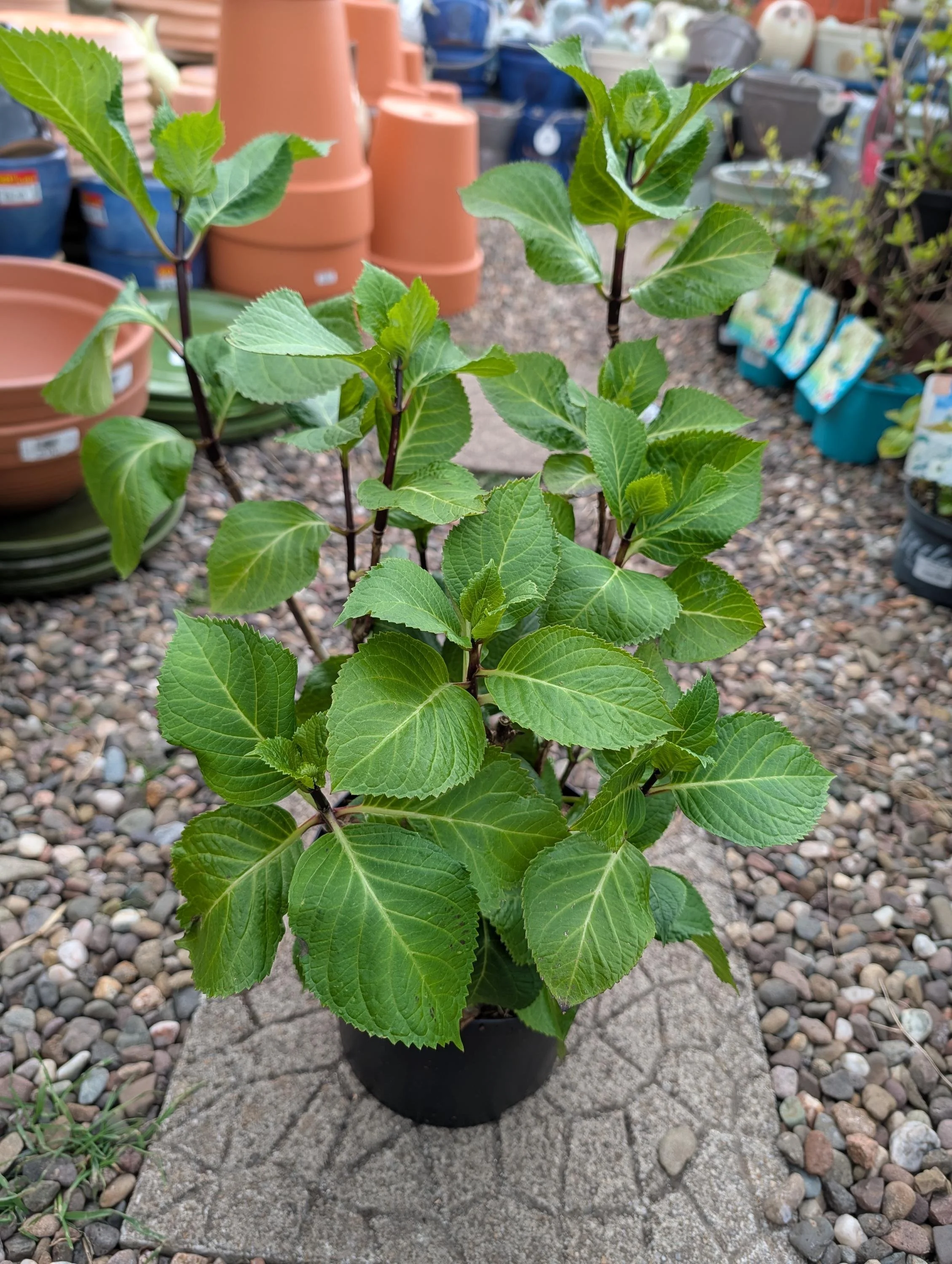 Hydrangea_Shrub-5.jpg