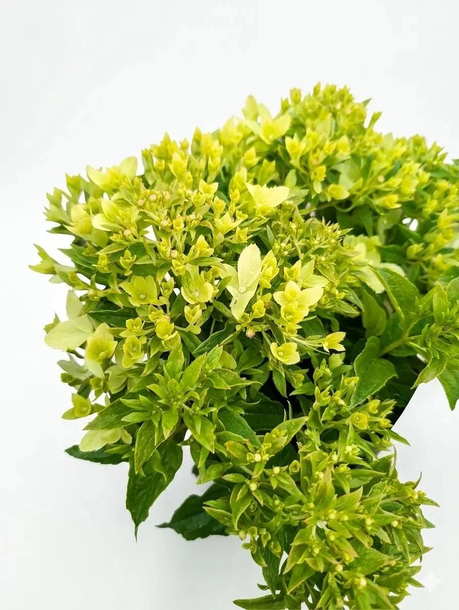 Hydrangea Paniculata-2.jpg