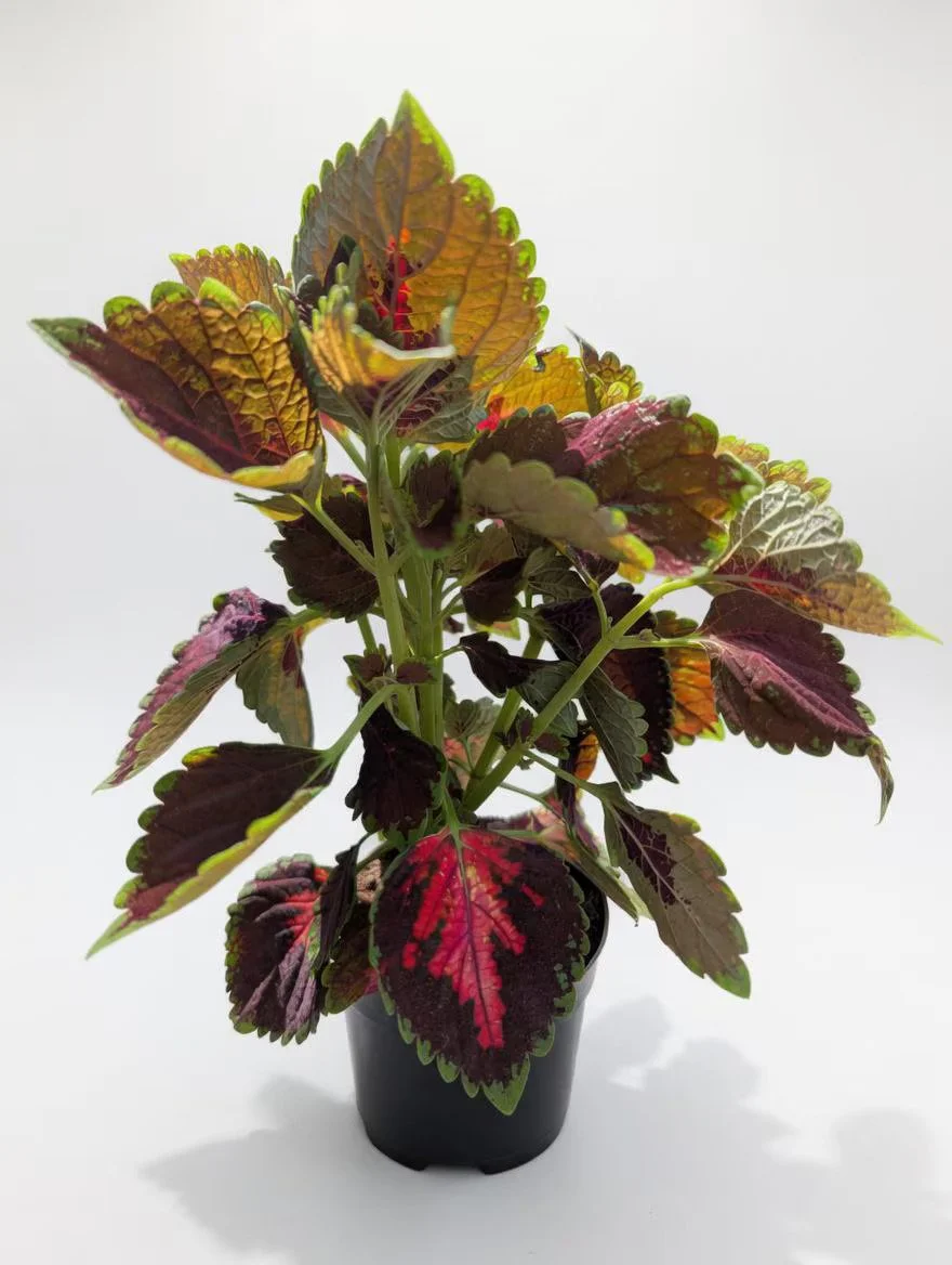 Coleus _Plant-1.jpg