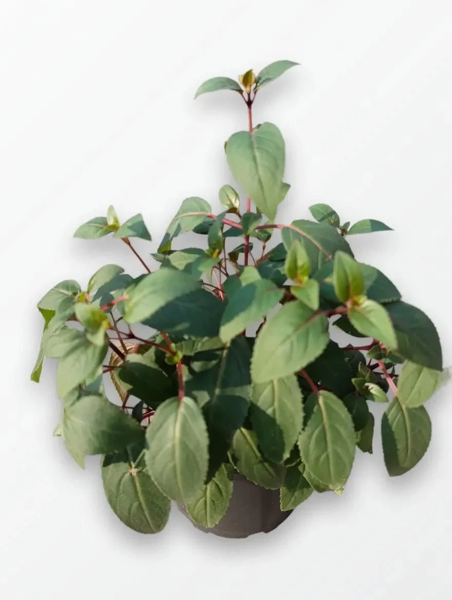 Pink_Purple_Fuchsia_Plants-11.jpg