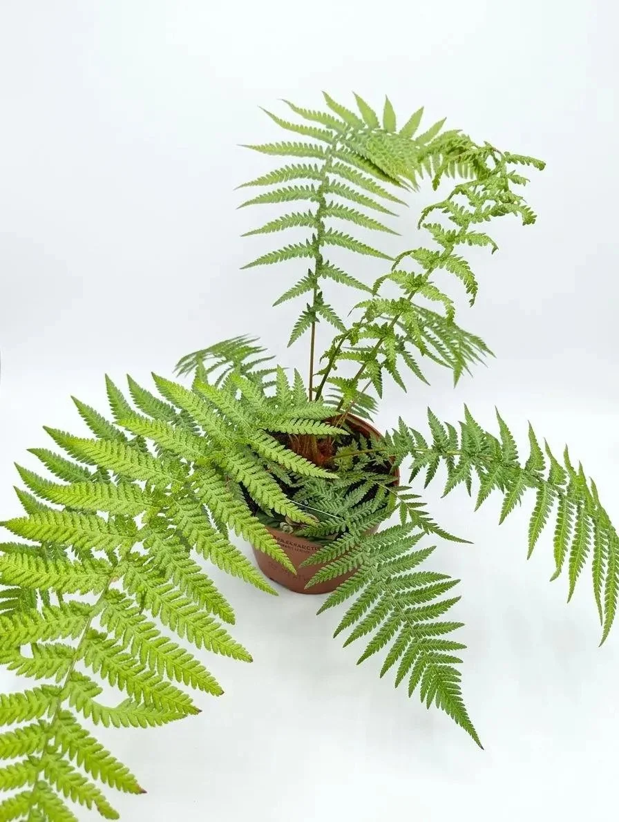 Dicksonia_Antarctica_Tree_Fern-3.jpg
