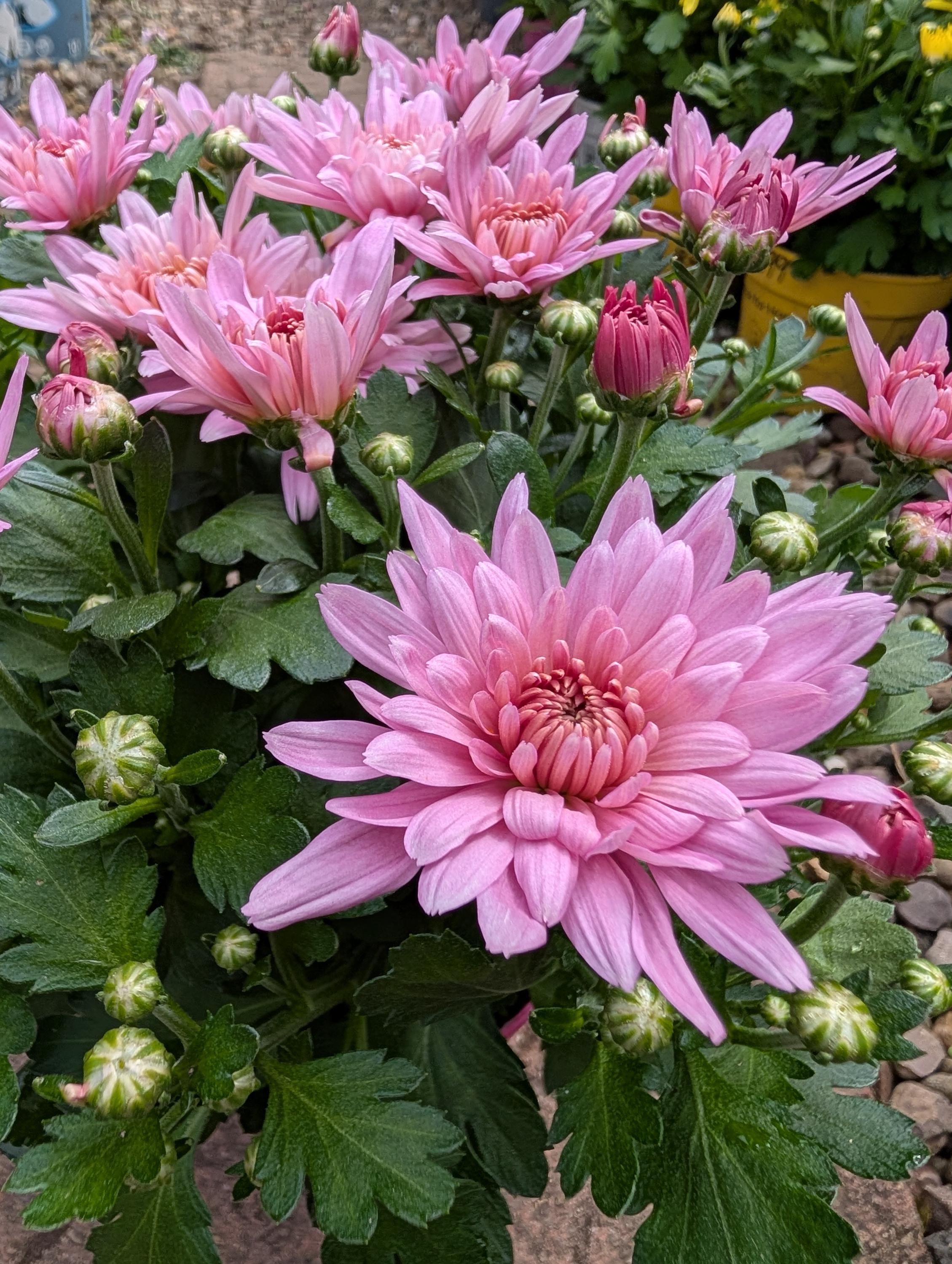 Chrysanthemum_Plant_1.5L_Pot-1.jpg