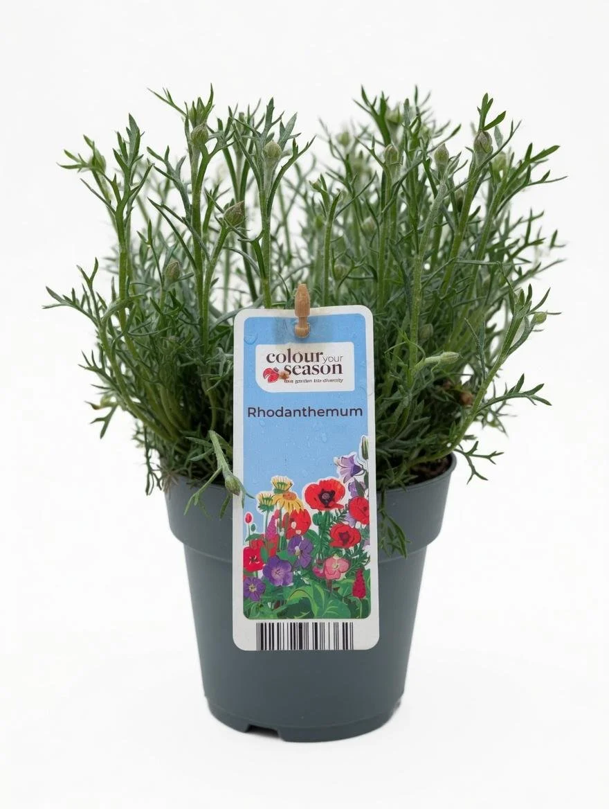 Rhodanthemum_Plant-White-3.jpg
