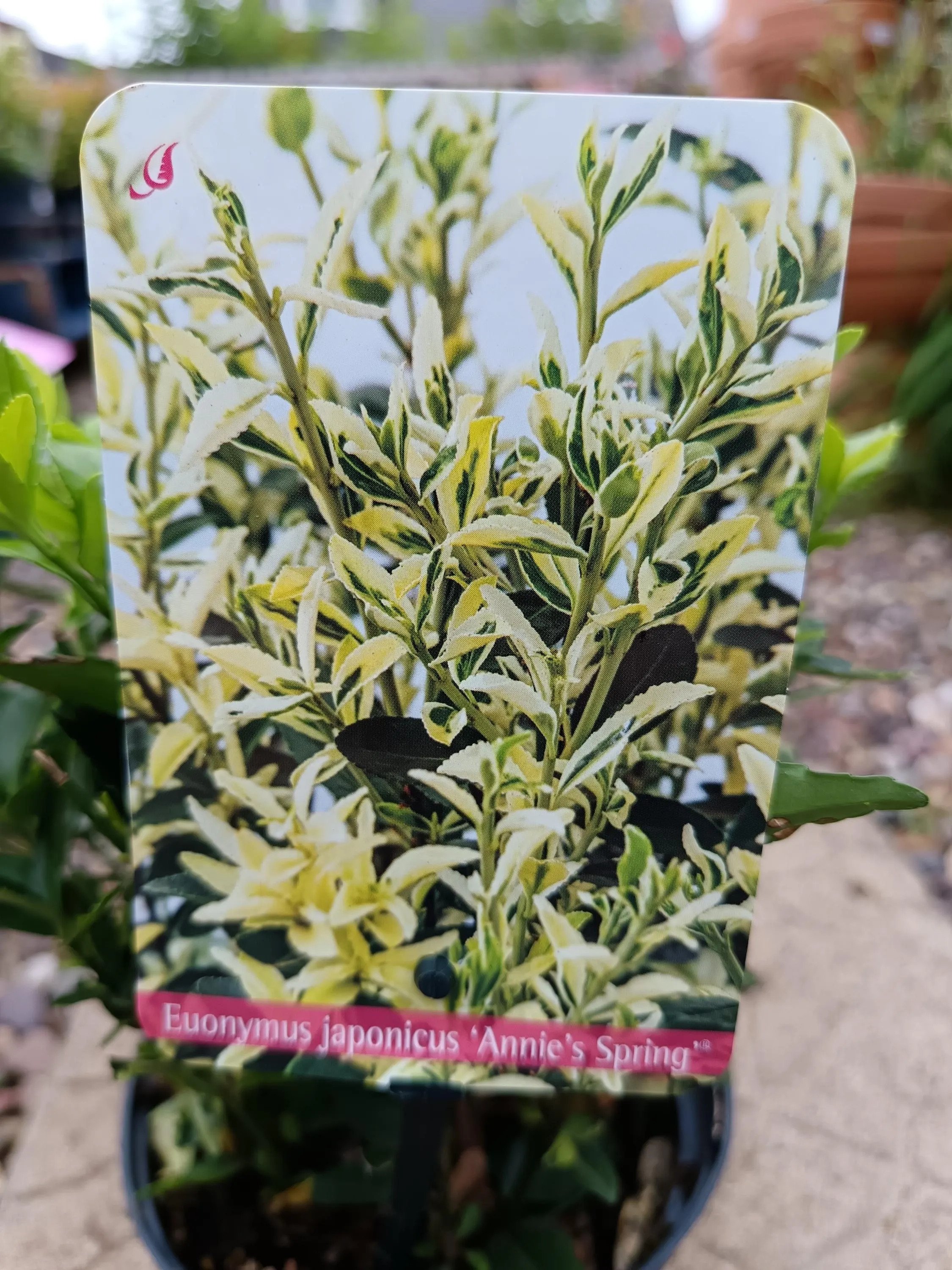 Euonymus_Japonicus-3.jpg