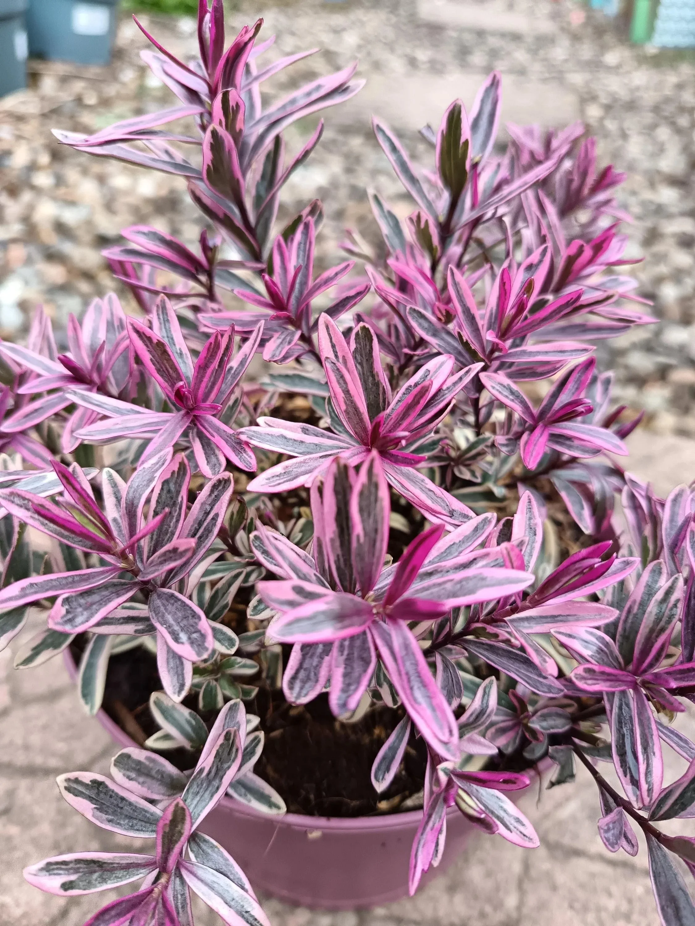 Hebe_Plant-5.jpg