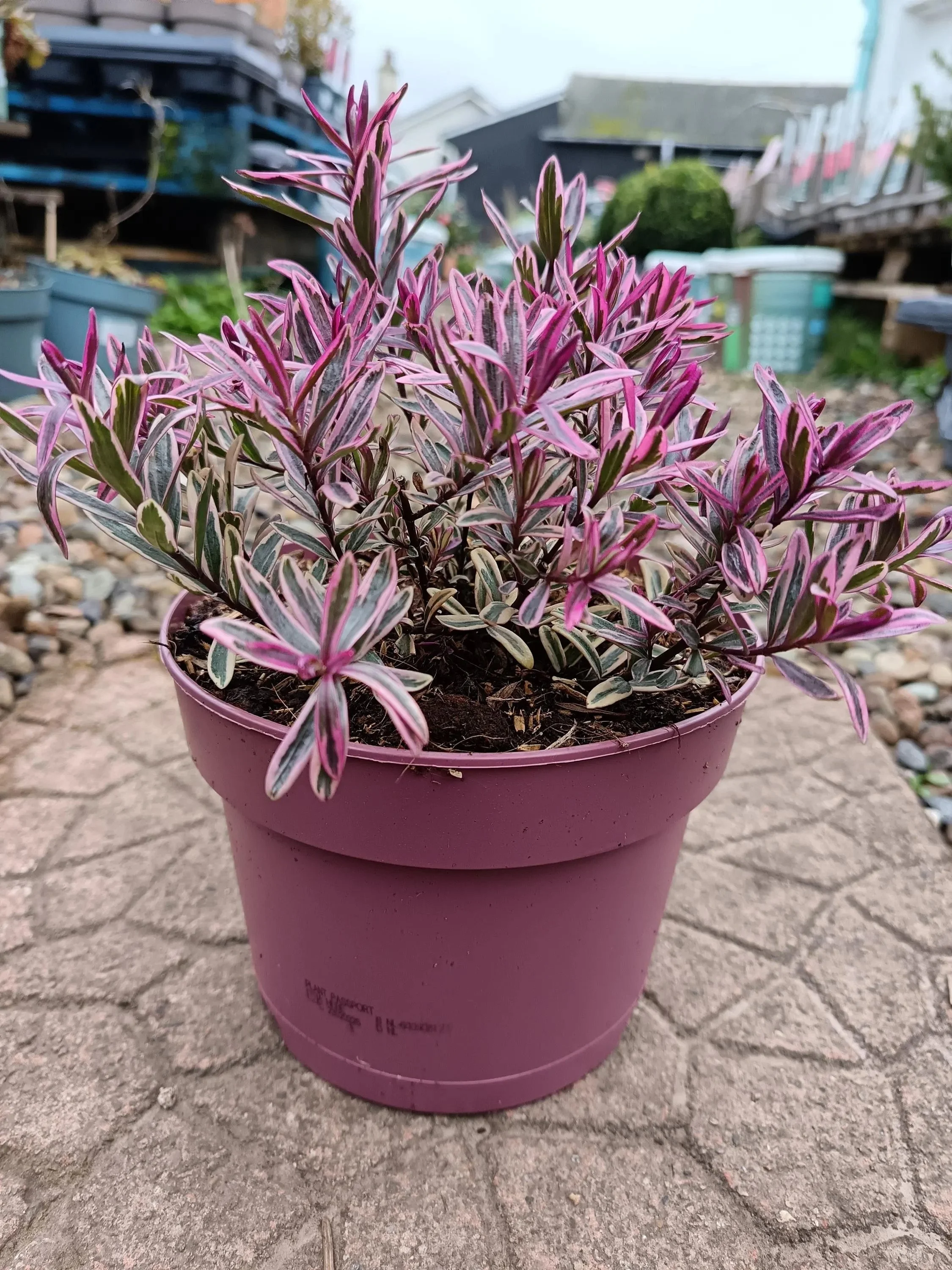 Hebe_Plant-3.jpg