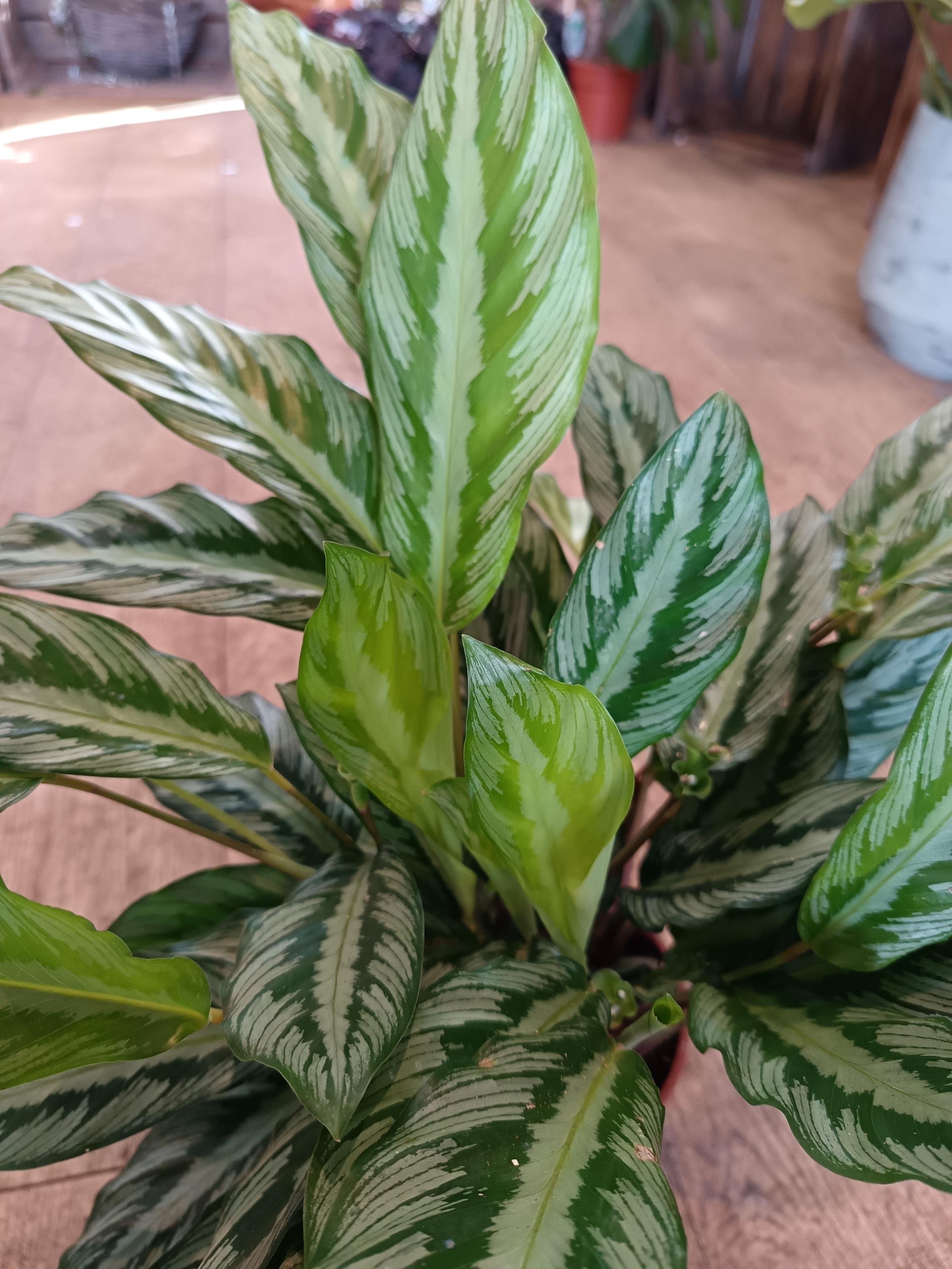 Calathea_Vittata-1.jpg