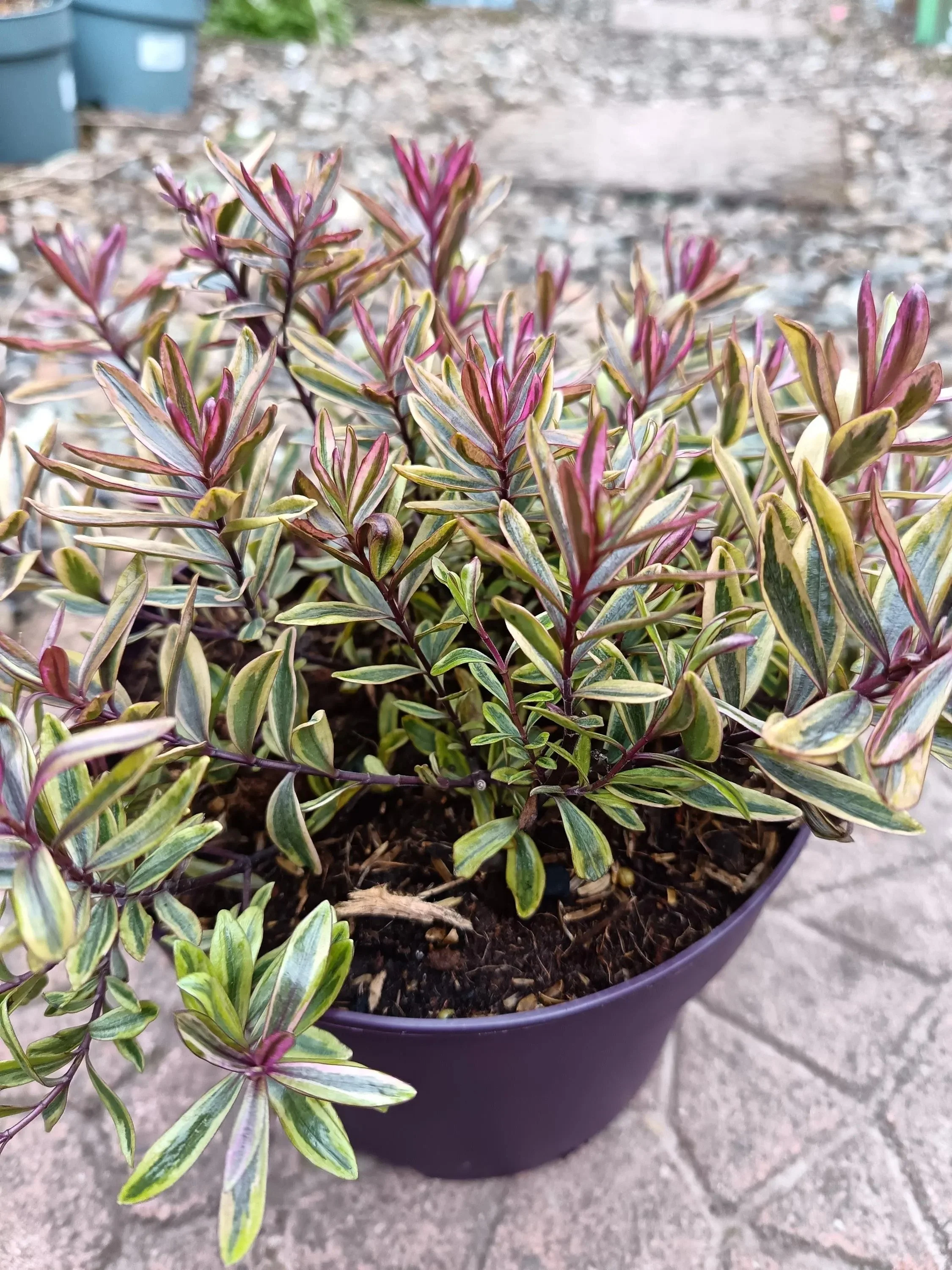Hebe_Plant-8.jpg