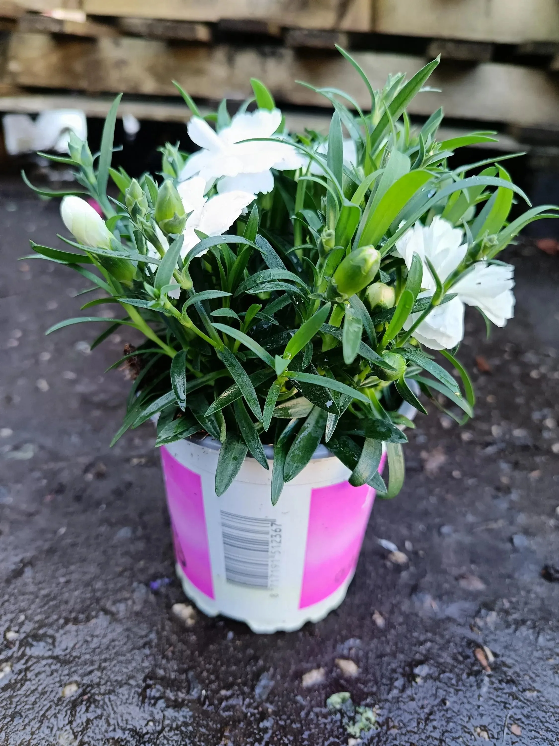 Dianthus_Plants-8.jpg
