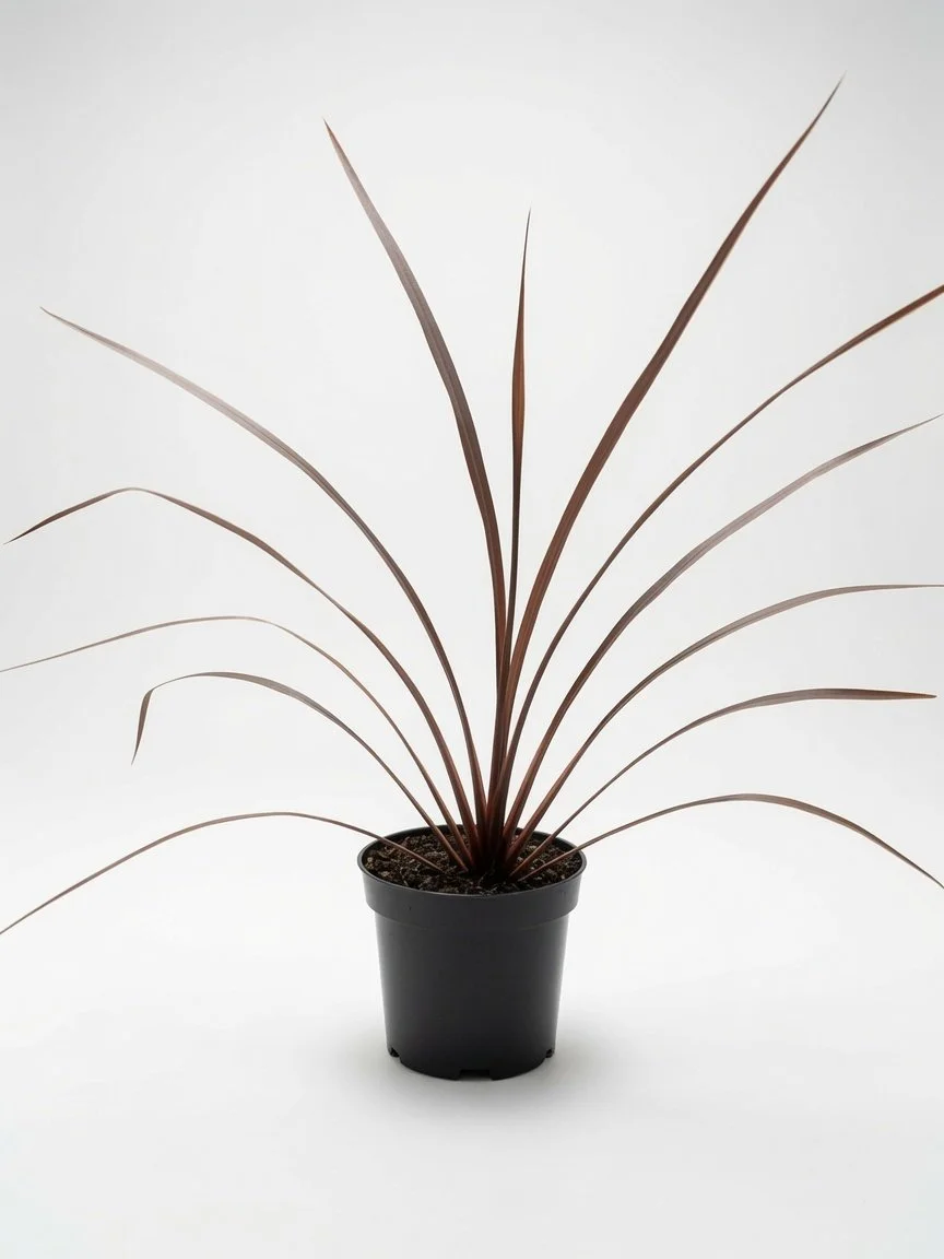 Cordyline_Australis_Red_Plant-Front.jpg