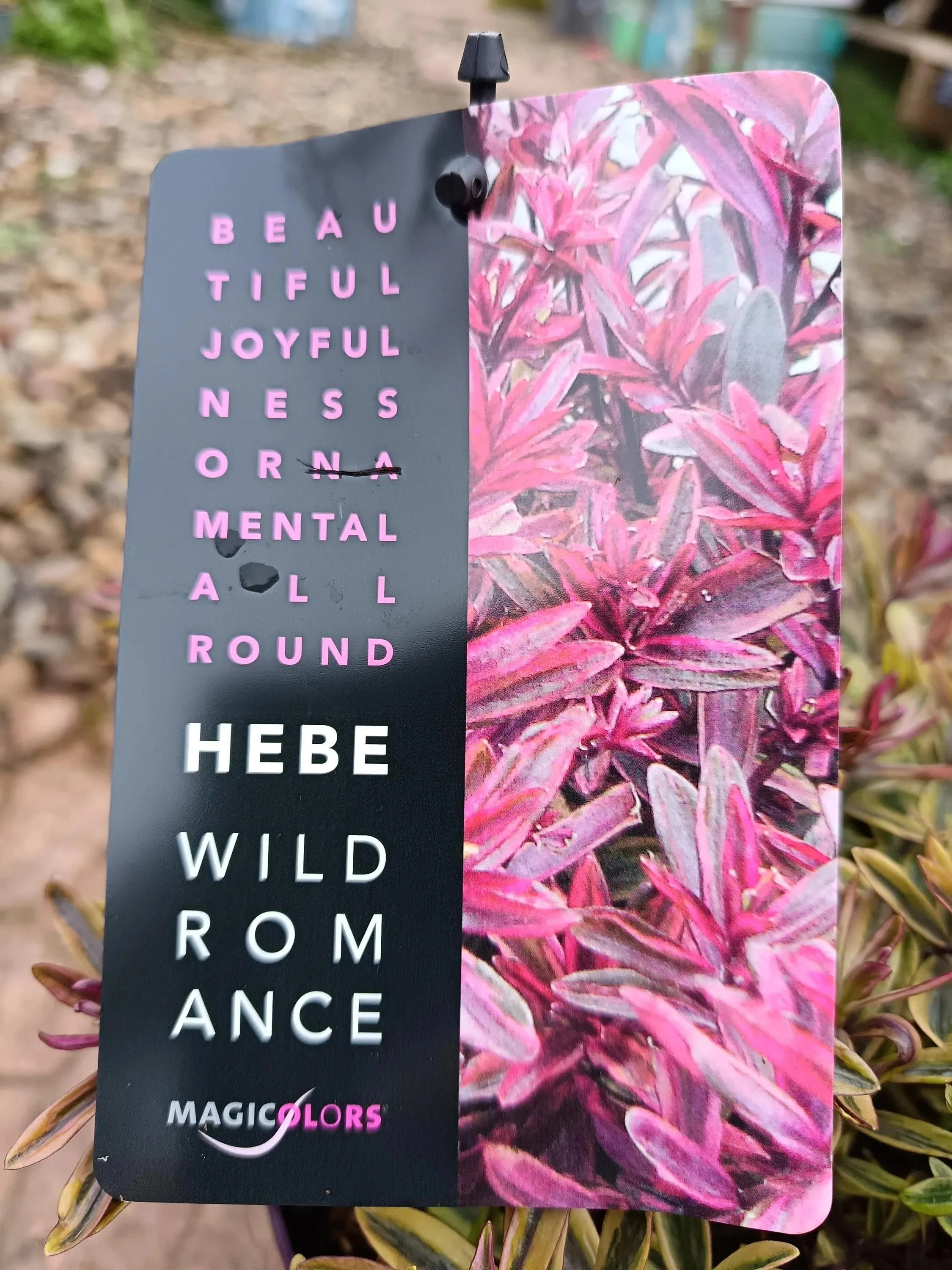 Hebe_Plant-6.jpg