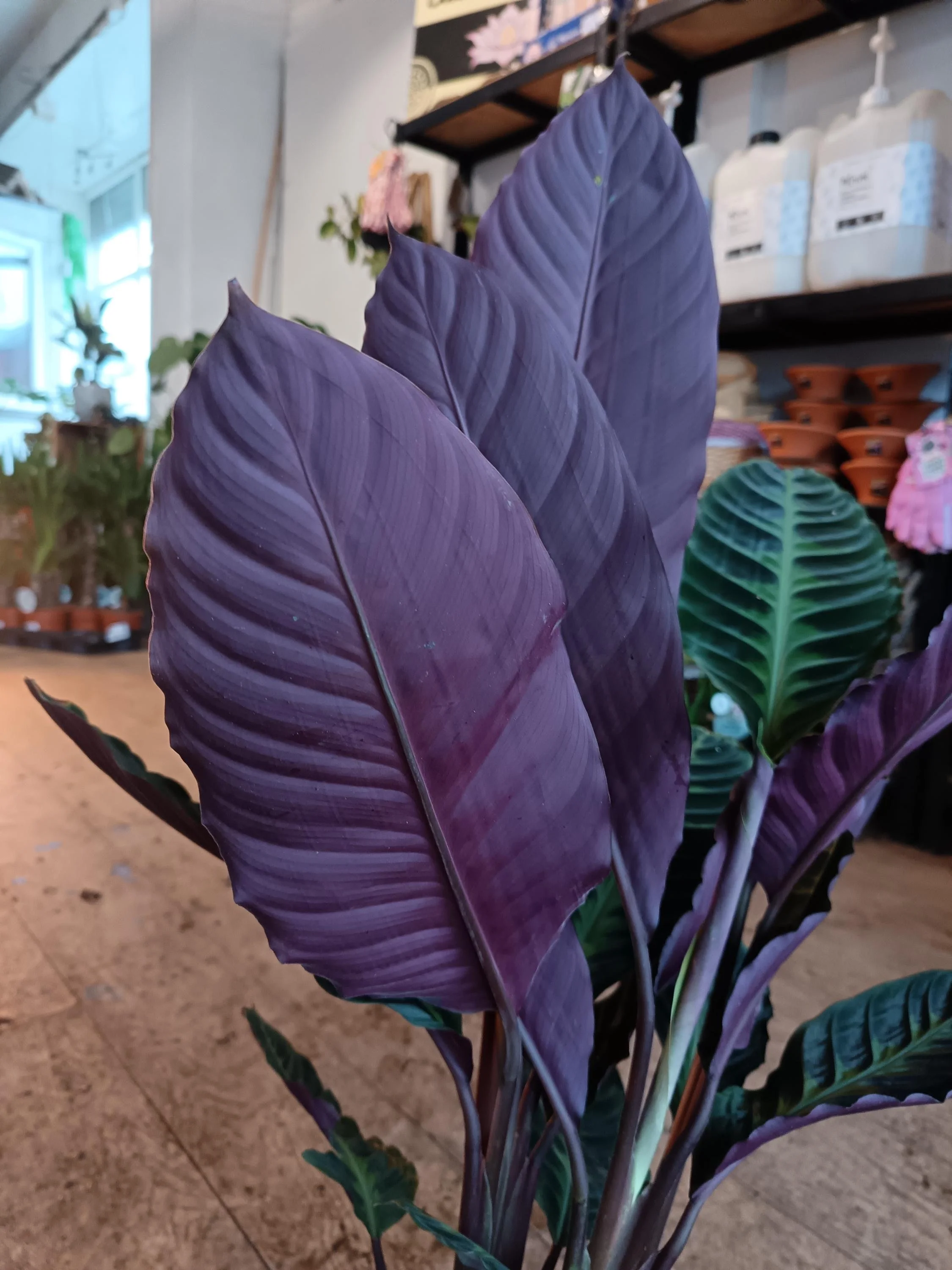 Calathea_Warscewiczii-2.jpg
